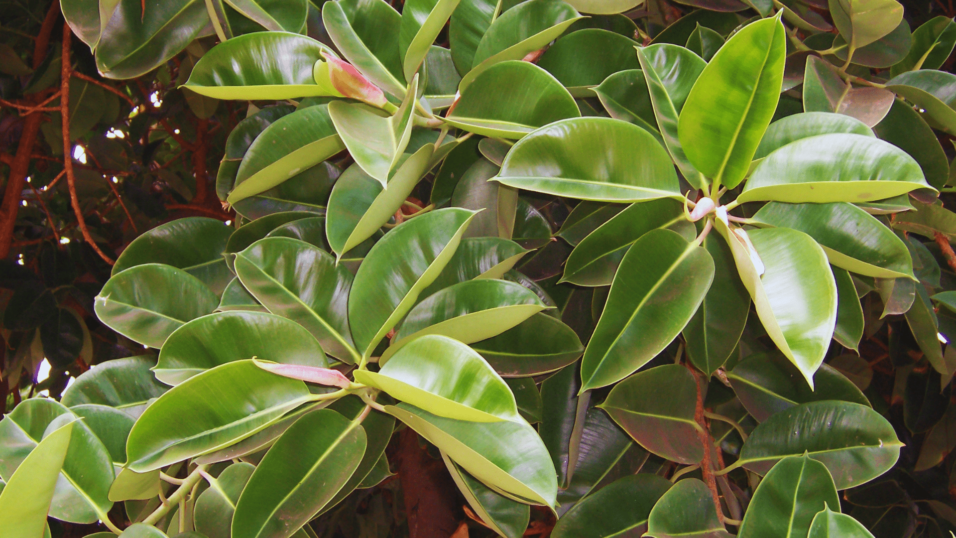 rubber plant ficus elastica with thick glossy leaves hardy shower plants