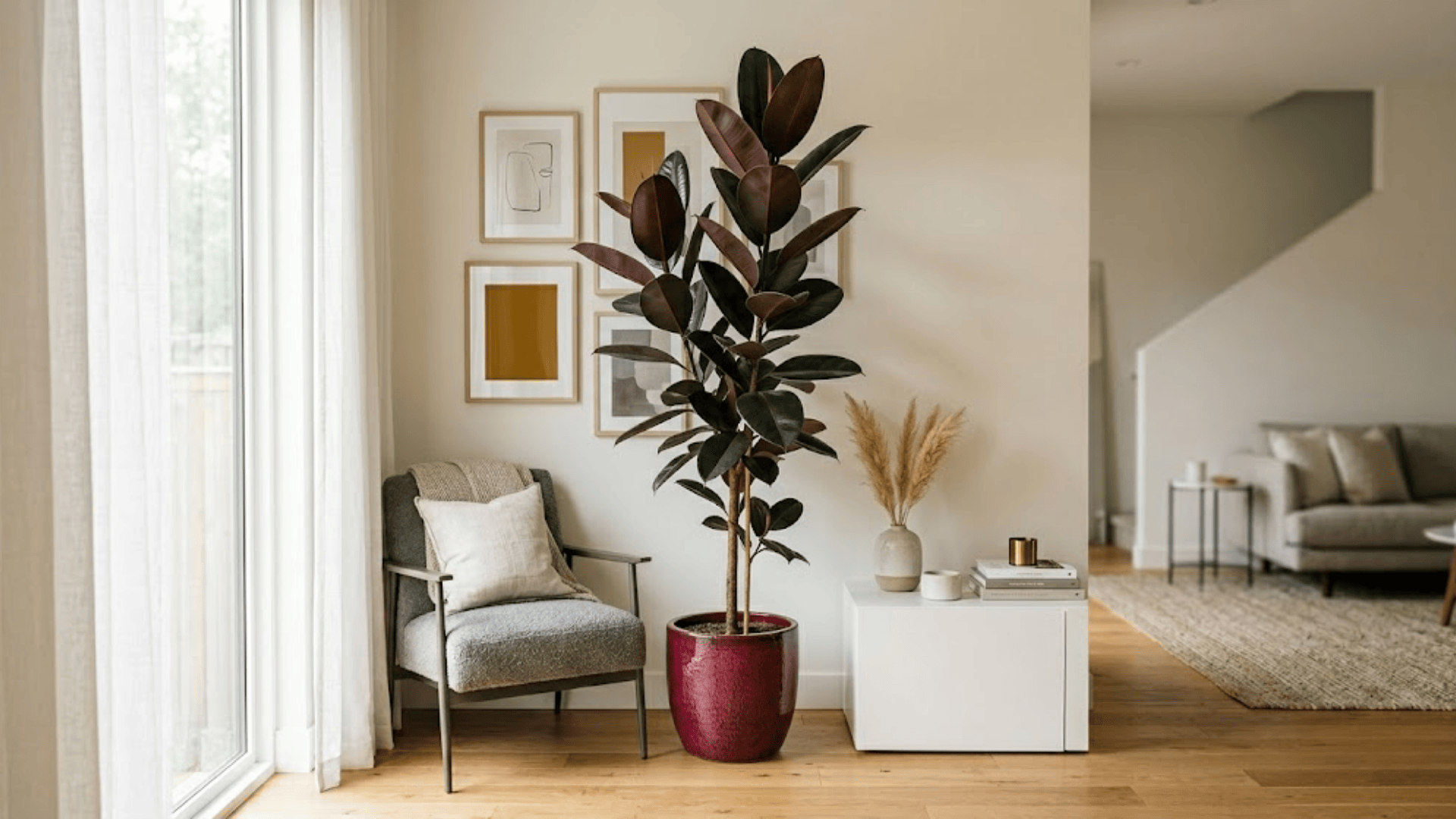 rubber plant with dark leaves in pot showing popular house plants for contemporary home decor