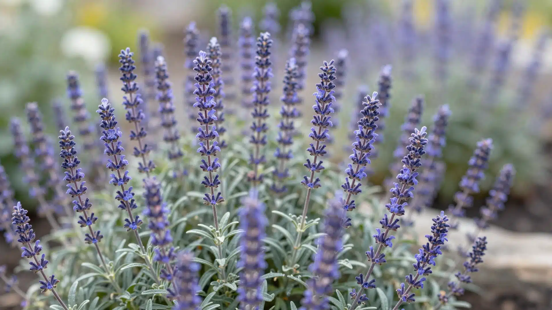 russian-sage