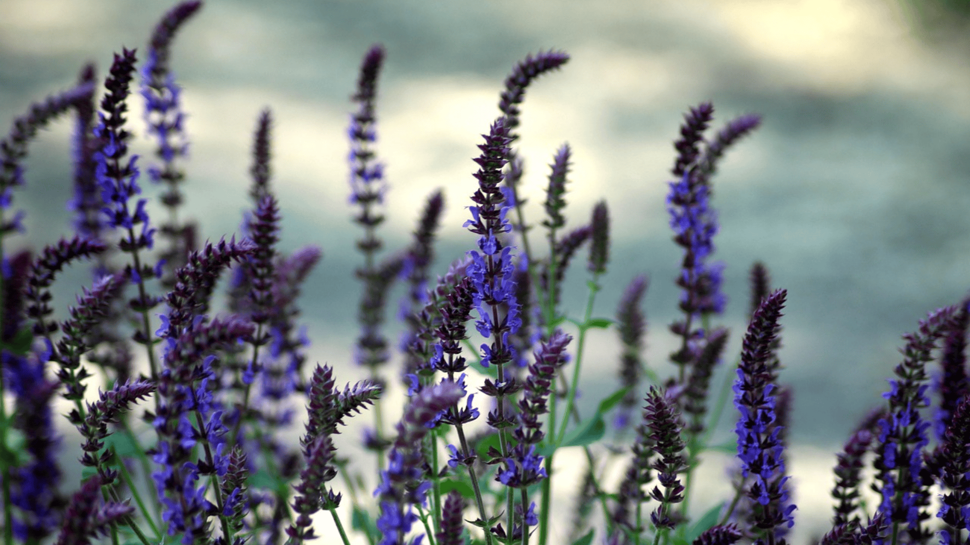 sage flowers blooming in a garden with green stems and leaves