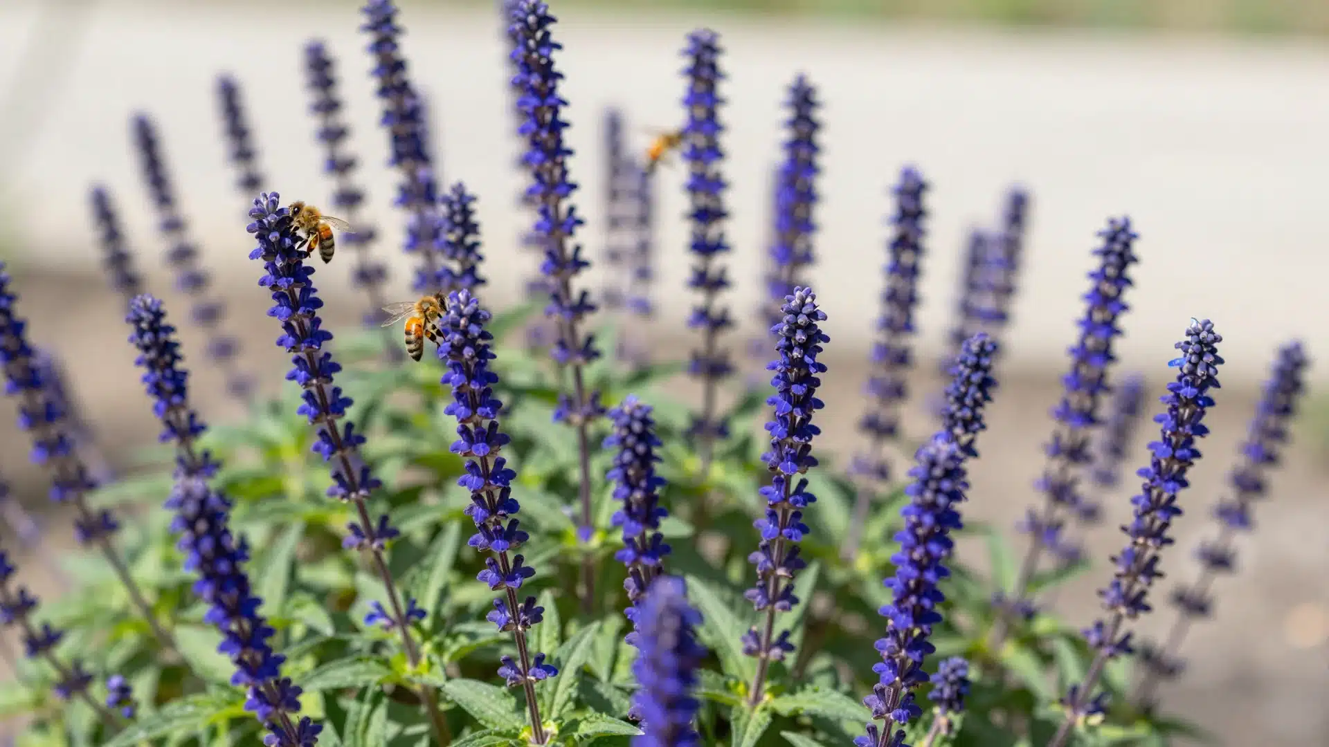 Salvia