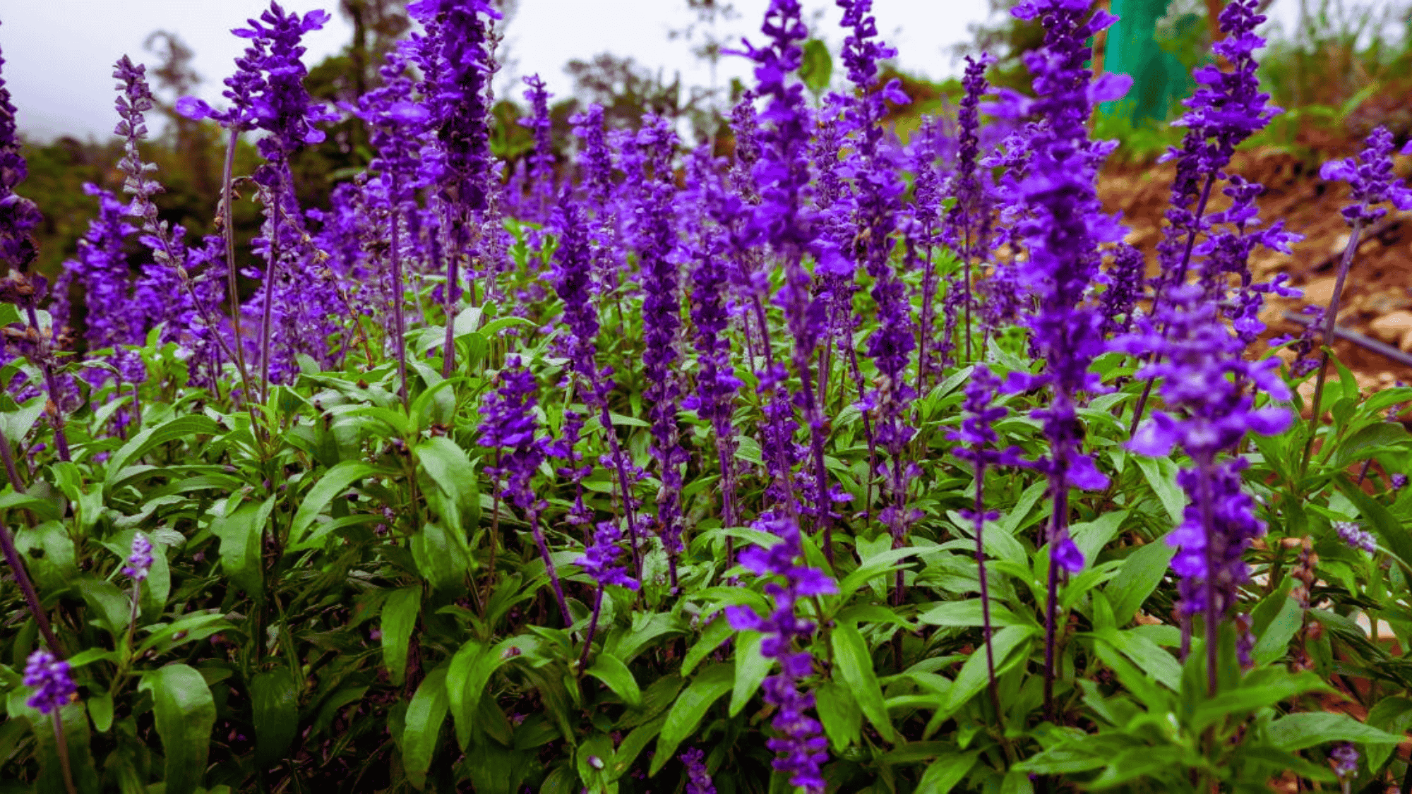 salvia with purple flowers that attract butterflies answering what flowers attract butterflies