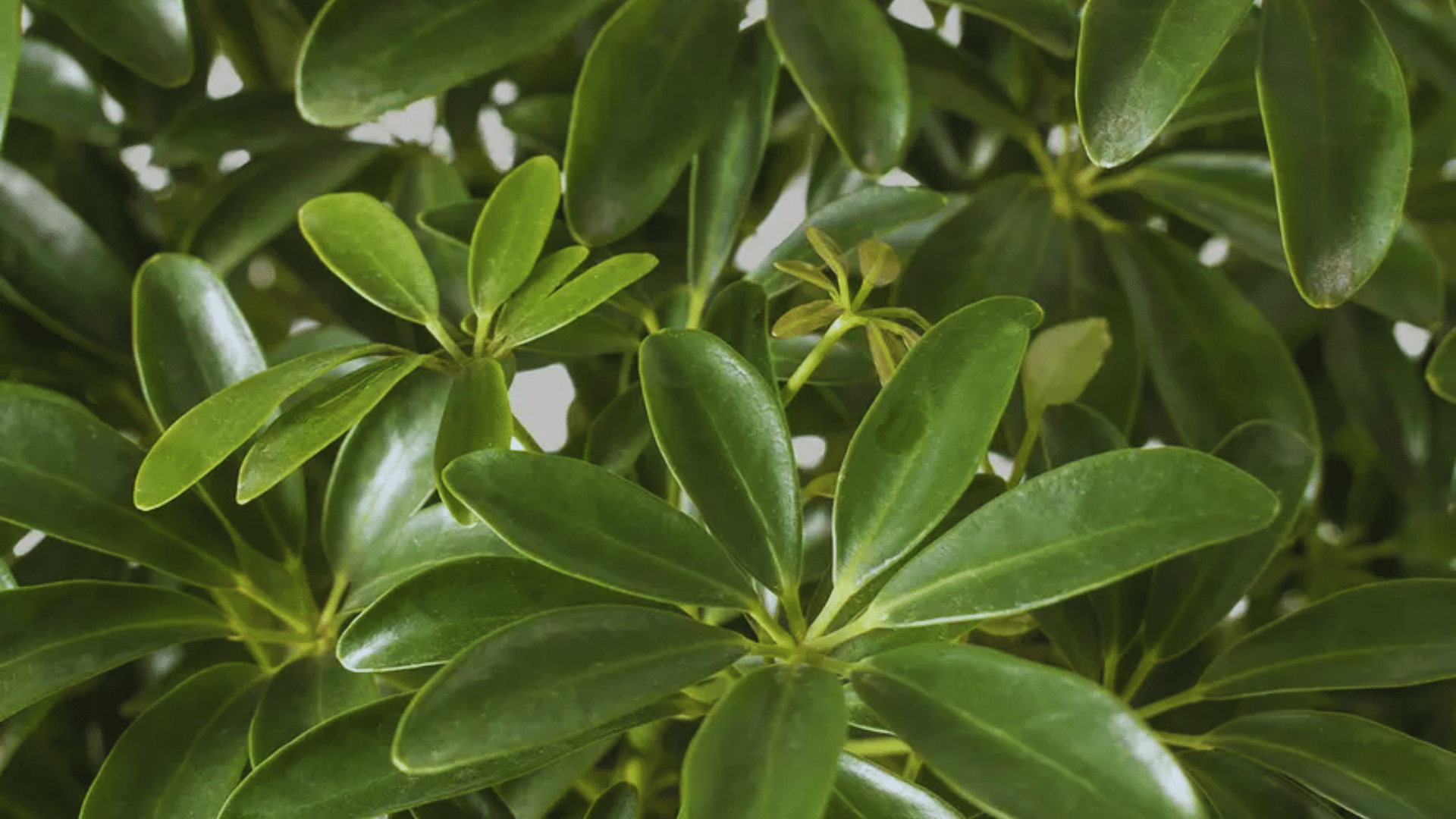 schefflera umbrella plant with glossy leaf clusters vibrant shower plants