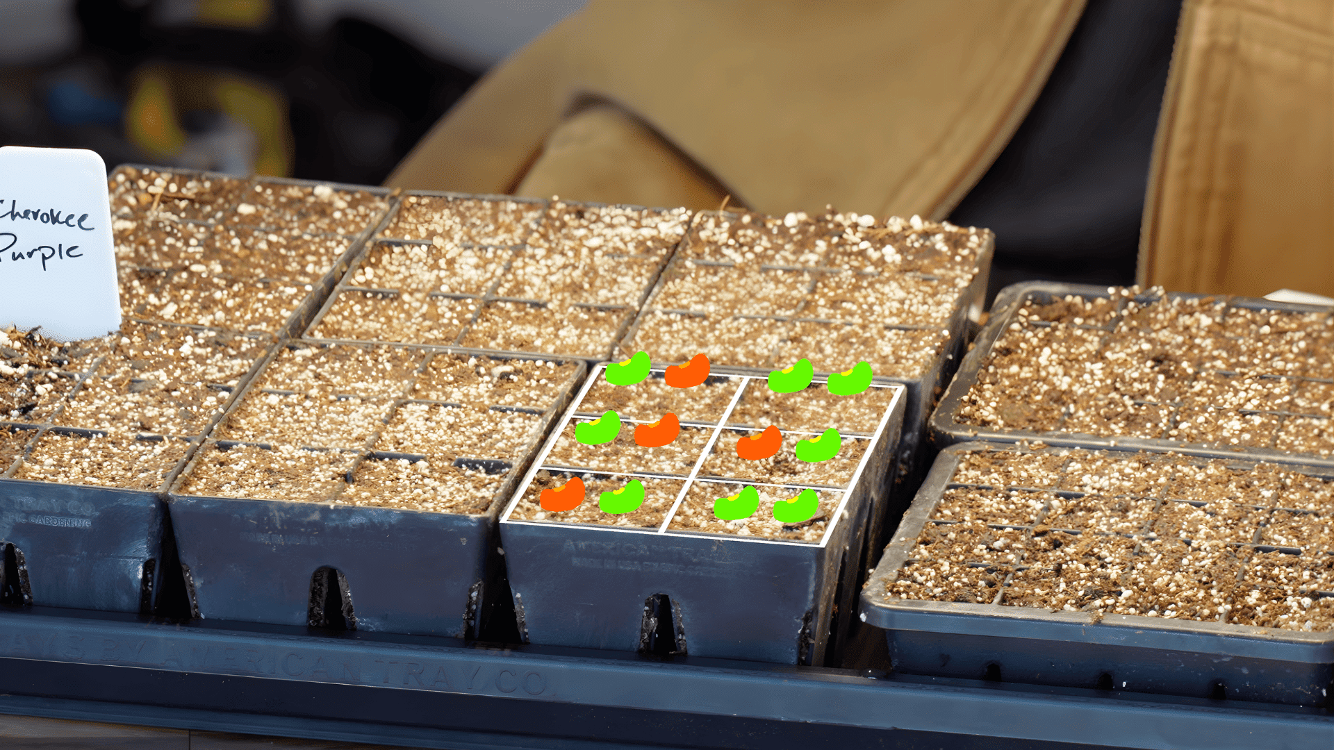 seed tray with planted seeds spaced in cells showing placement how to start seeds indoors