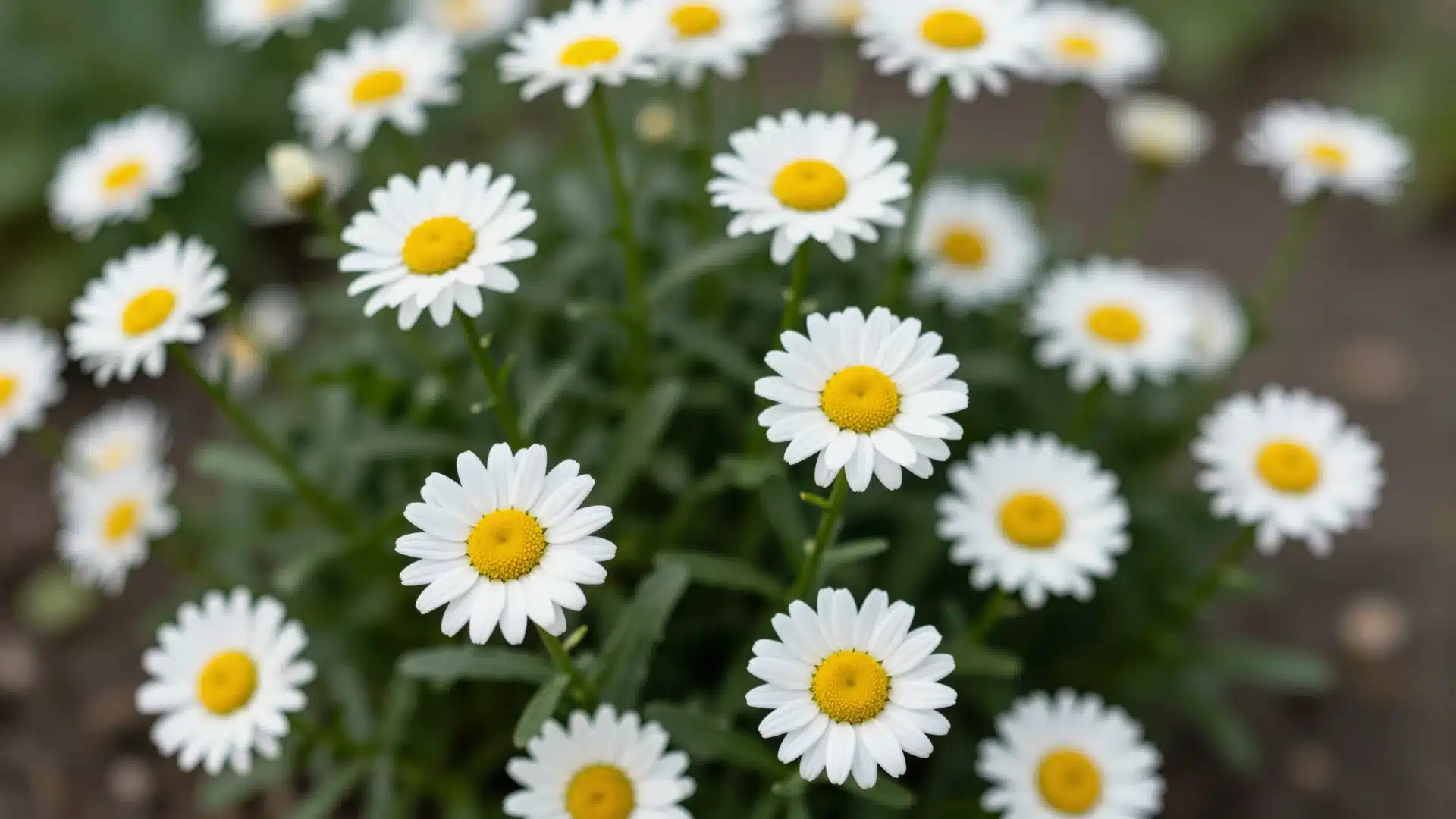 shasta-daisy