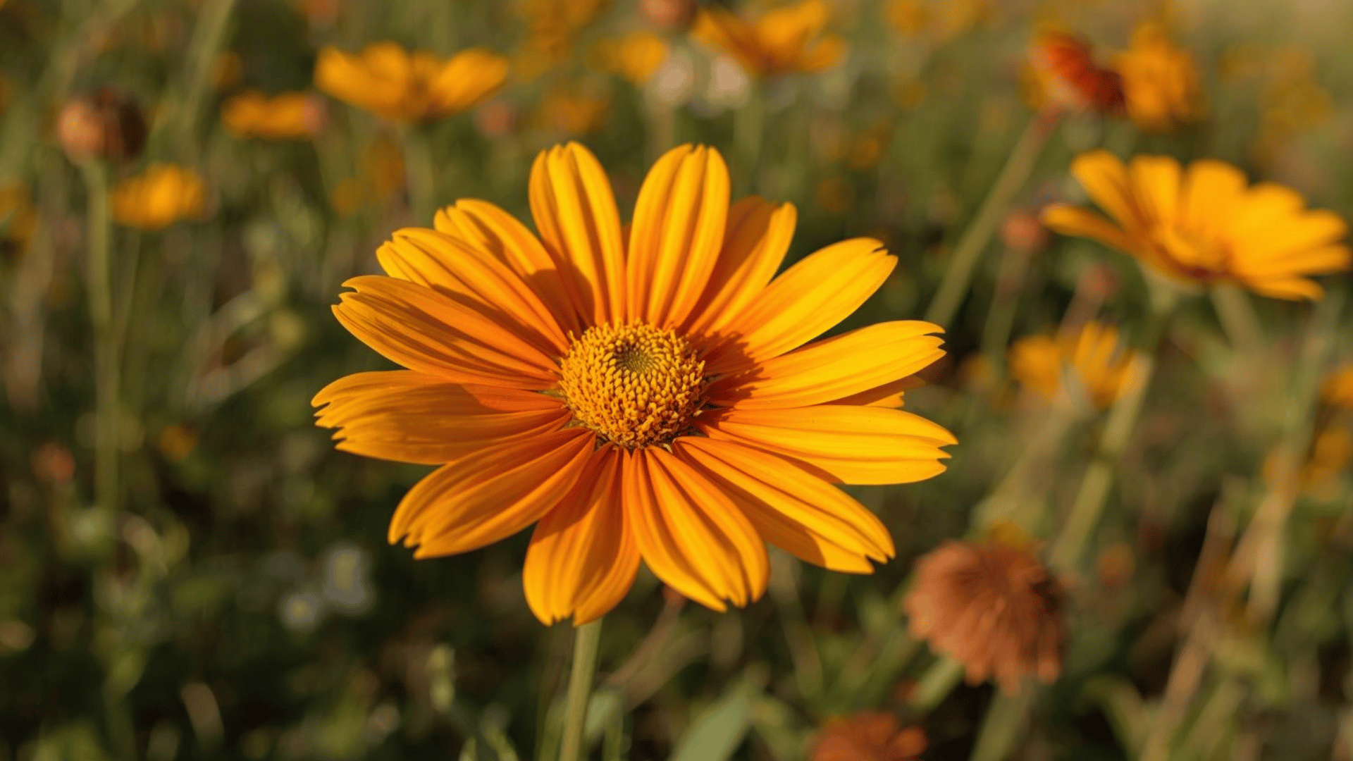 single orange daisy like flower in focus with soft blurred field of similar blooms behind in warm golden