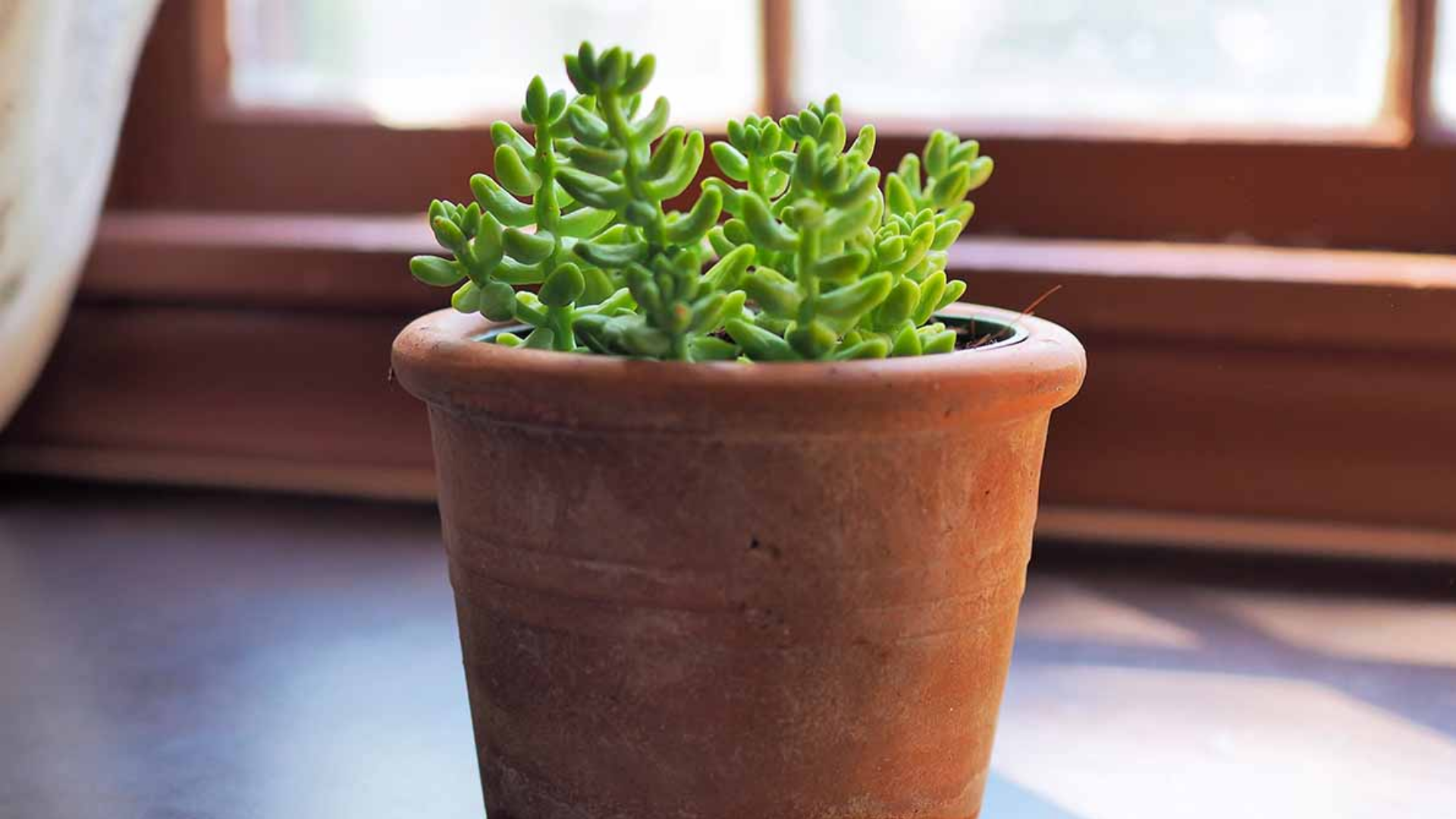 small green succulent growing in a clay pot placed near a sunny window inside a bright room