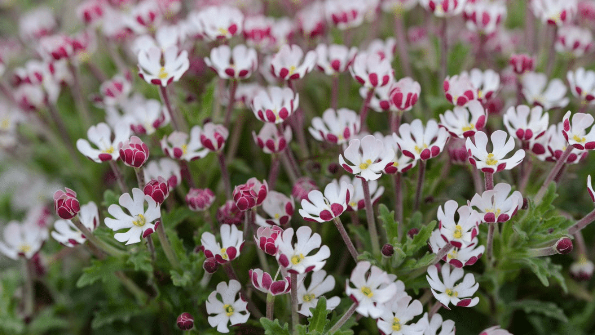 small white flowers with pink tips blooming in a dense cluster with green leaves in the background