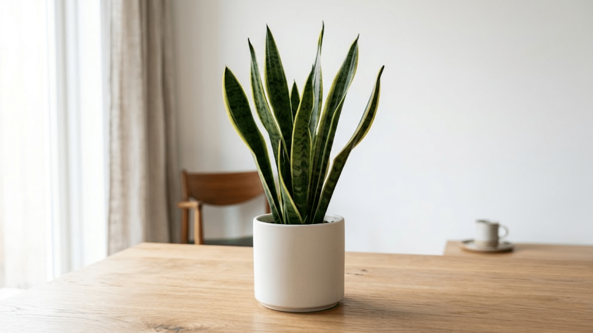 snake plant in white pot on wooden table near window light low maintenance outdoor plants decor (1)
