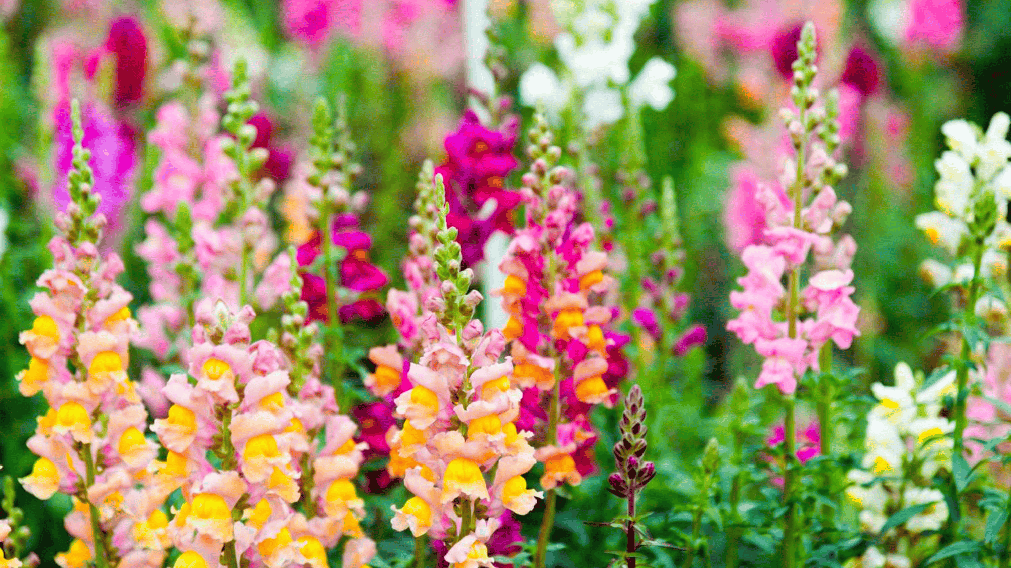 snapdragons with colorful flowers that attract butterflies answering what flowers attract butterflies