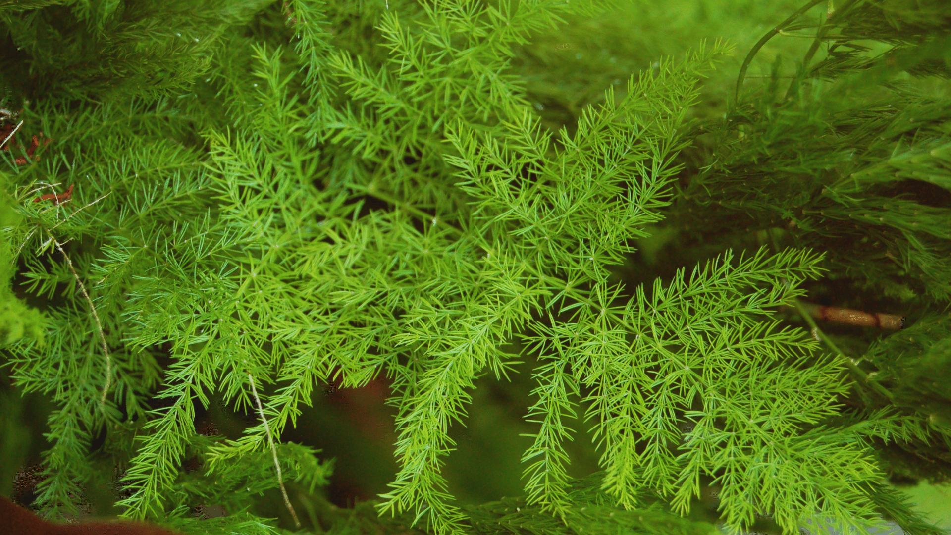 soft asparagus fern with feathery foliage delicate shower plants adding airy texture to humid bathrooms