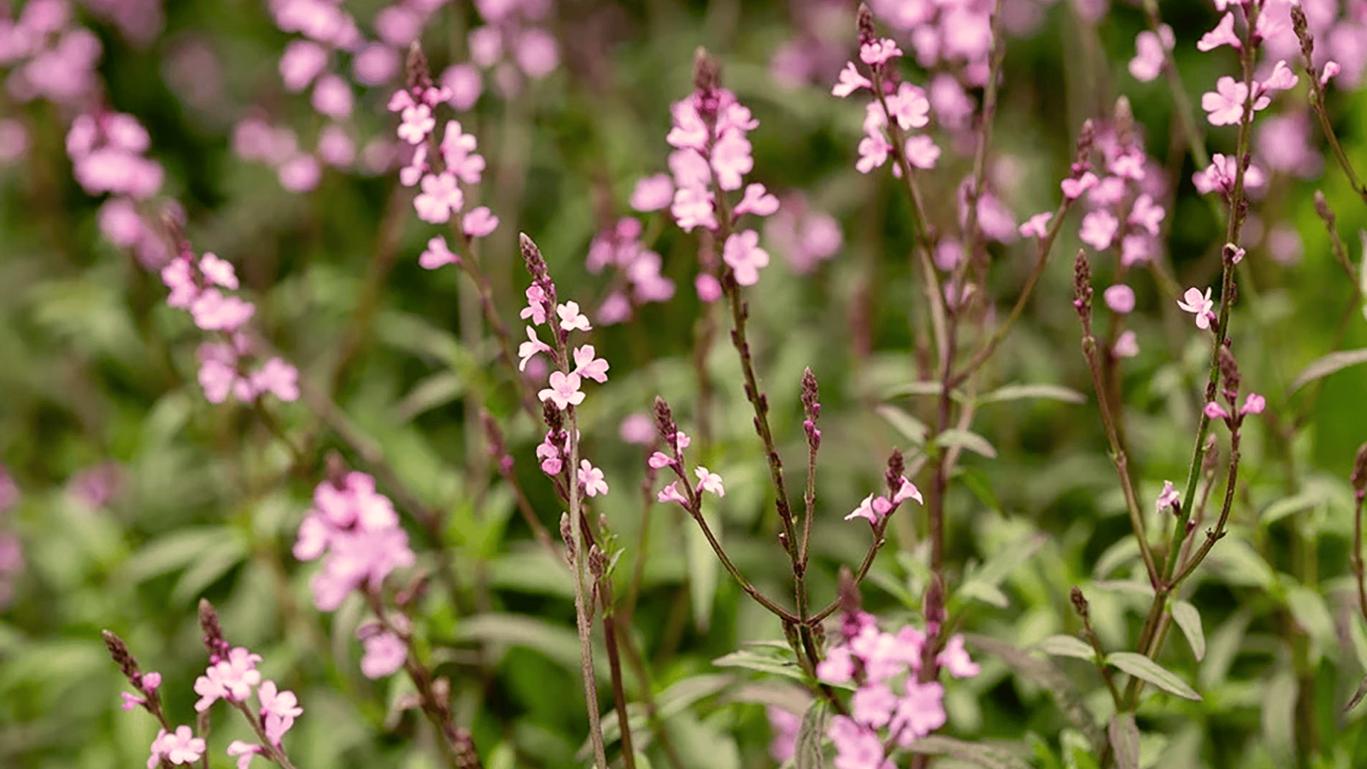soft pink flowers on thin green stems blooming in garden with blurred background of foliage