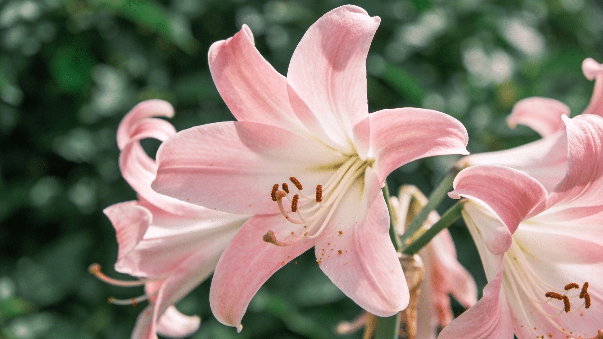 soft pink lillies with open petals and visible stamens against green background