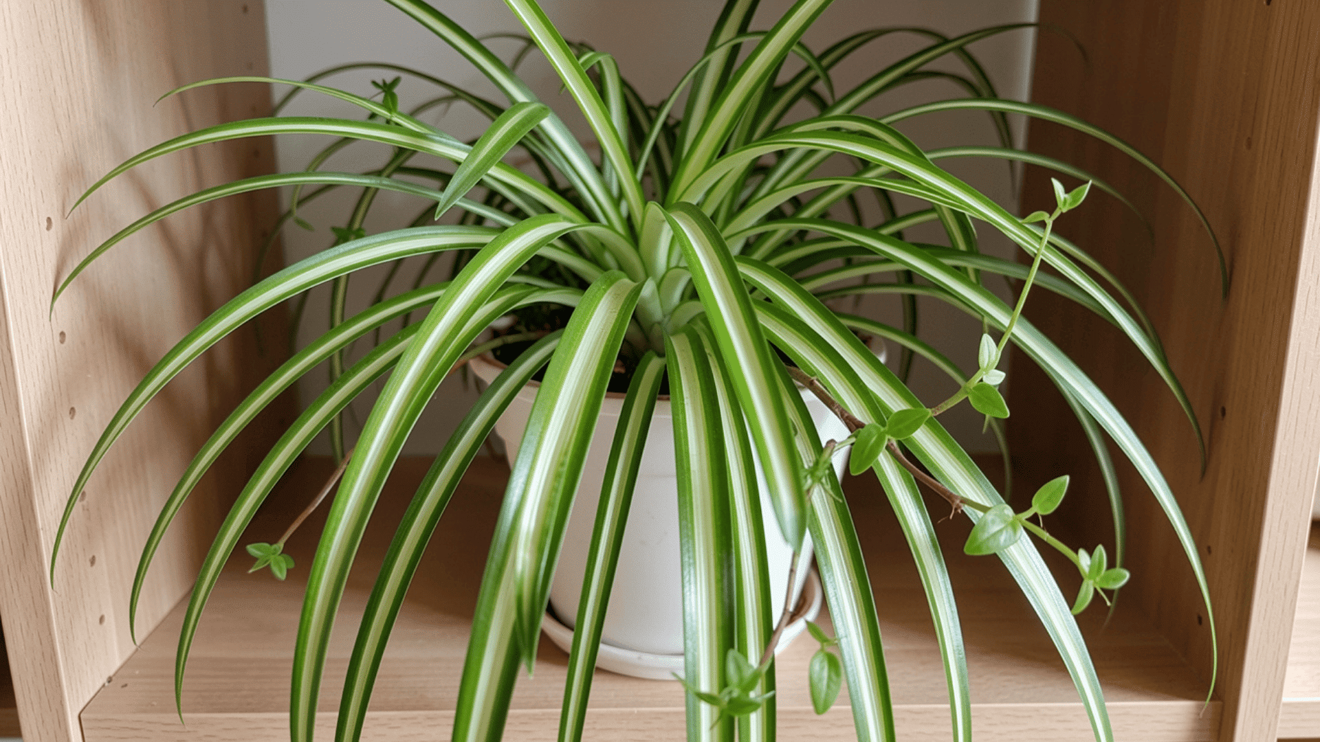 spider plant with long striped leaves on shelf showing popular house plants for small indoor spaces