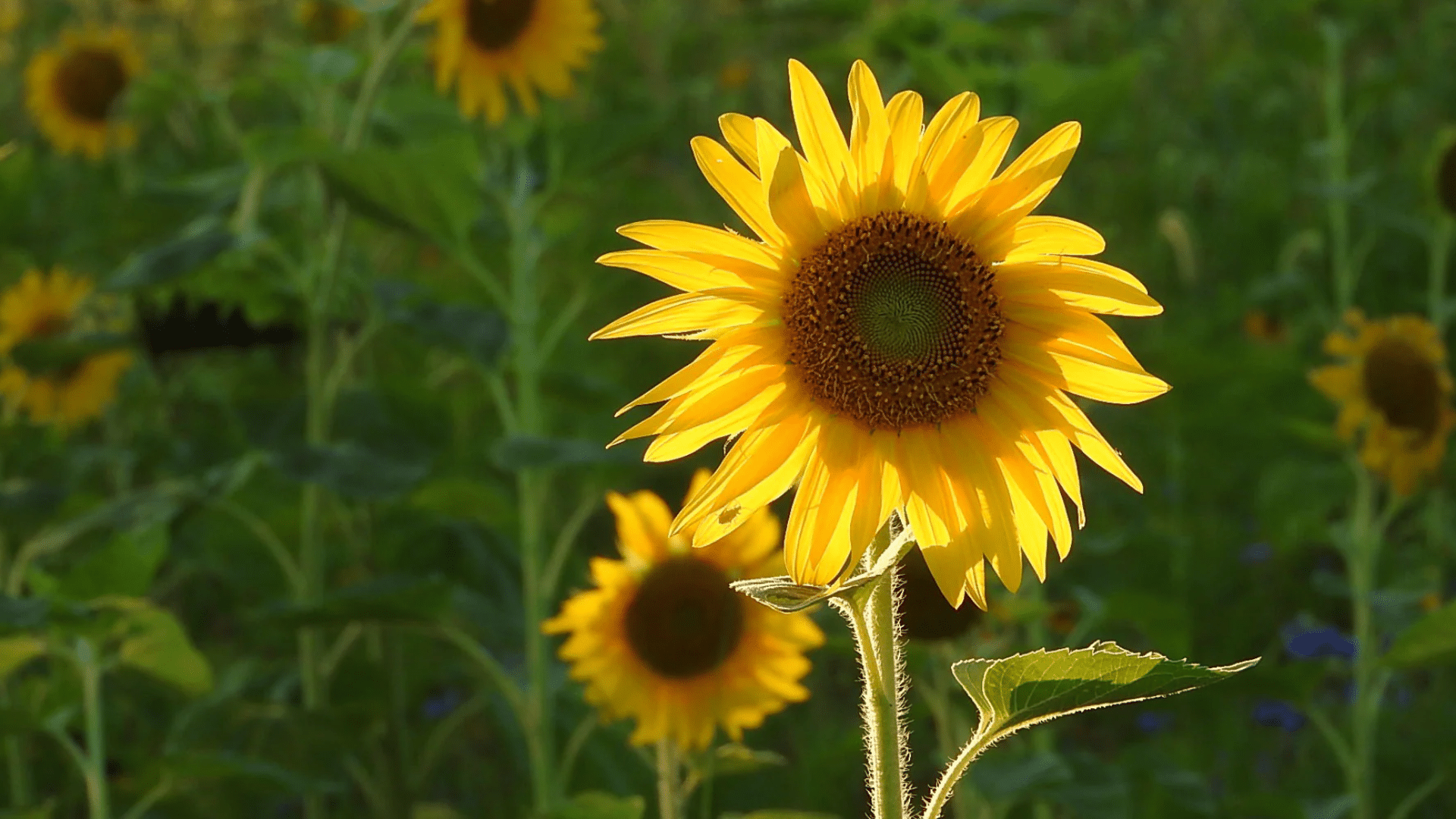 sunflowers are a good companion for cucumbers as they provide shade
