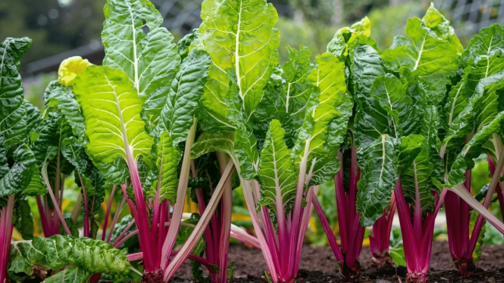 swiss chard is a good companion for cucumbers as it provides shade