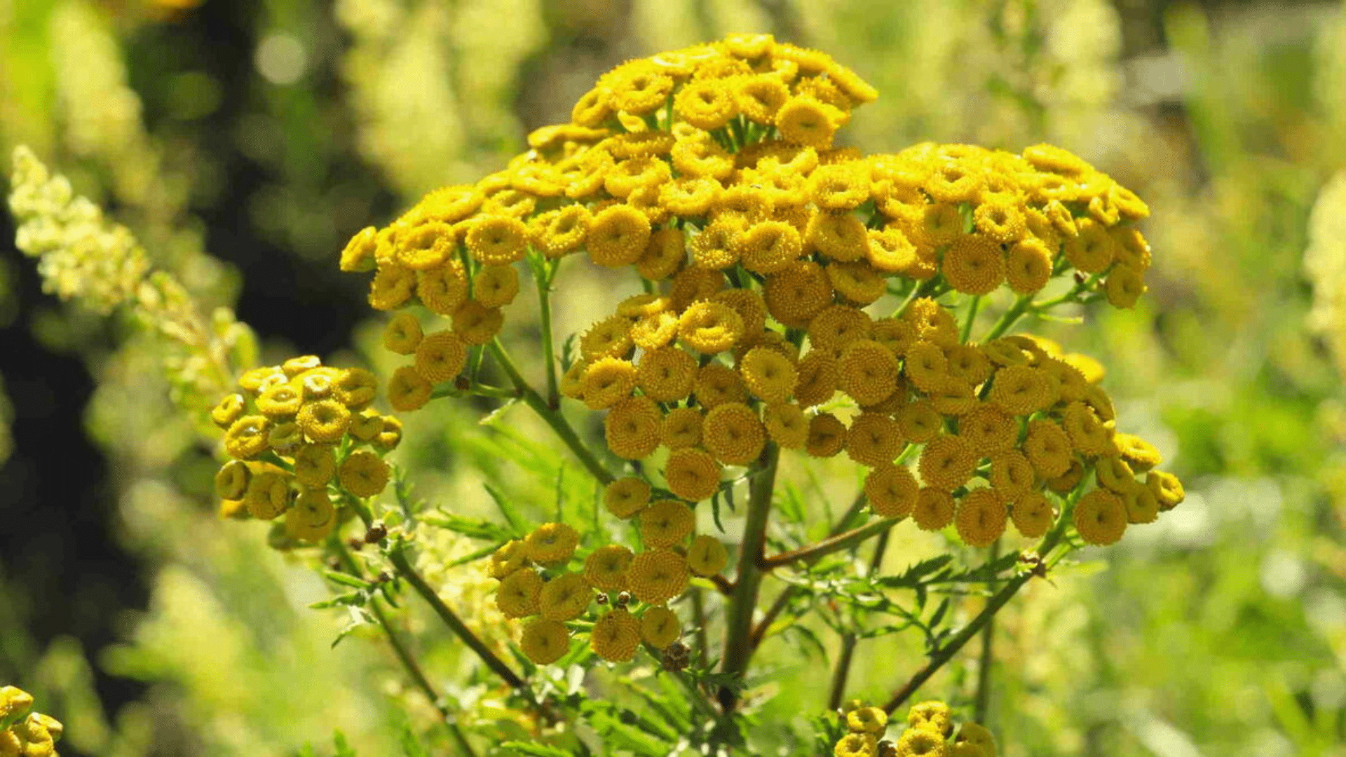 tansy is a good companion for cucumbers as it helps repel pests