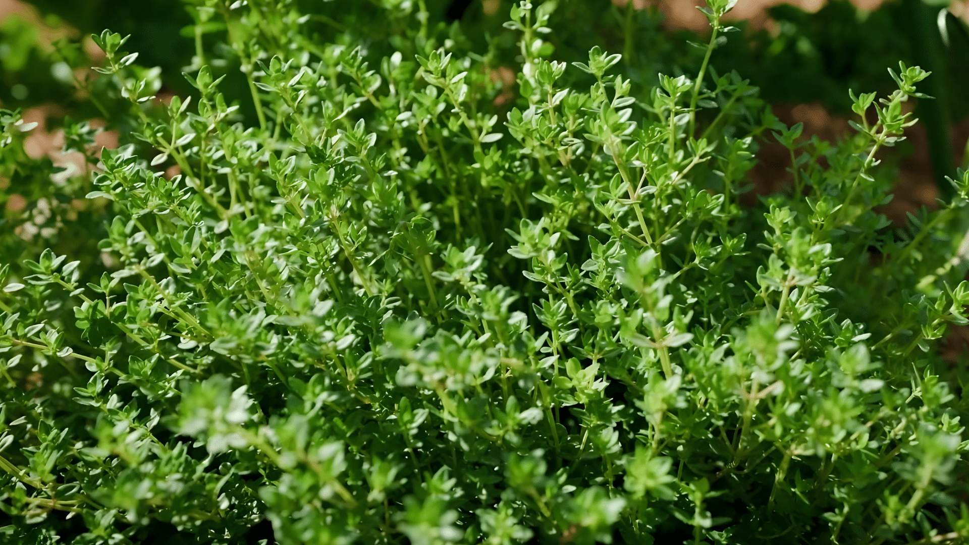 thyme is a great companion for cucumbers as it helps repel pests like aphids