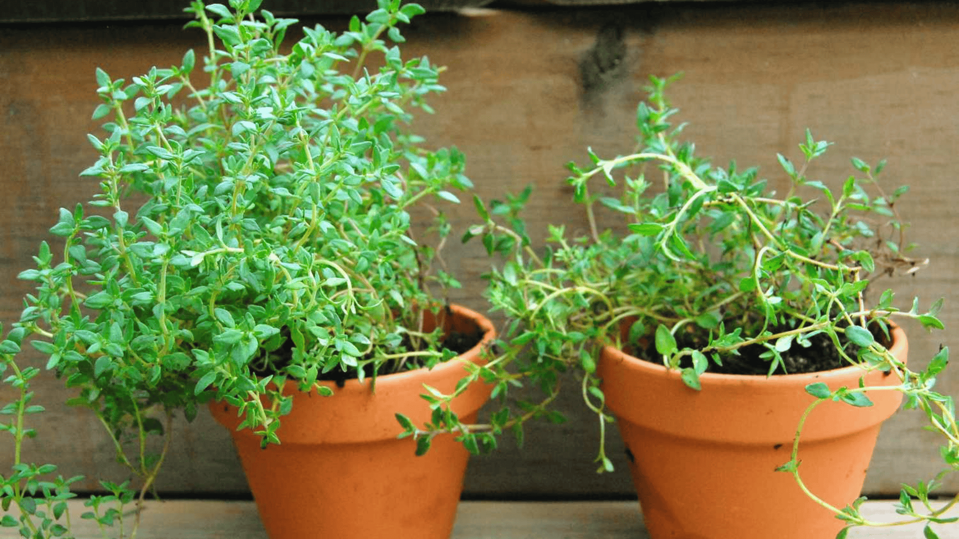 thyme plants growing in small terracotta pots placed on a wooden surface