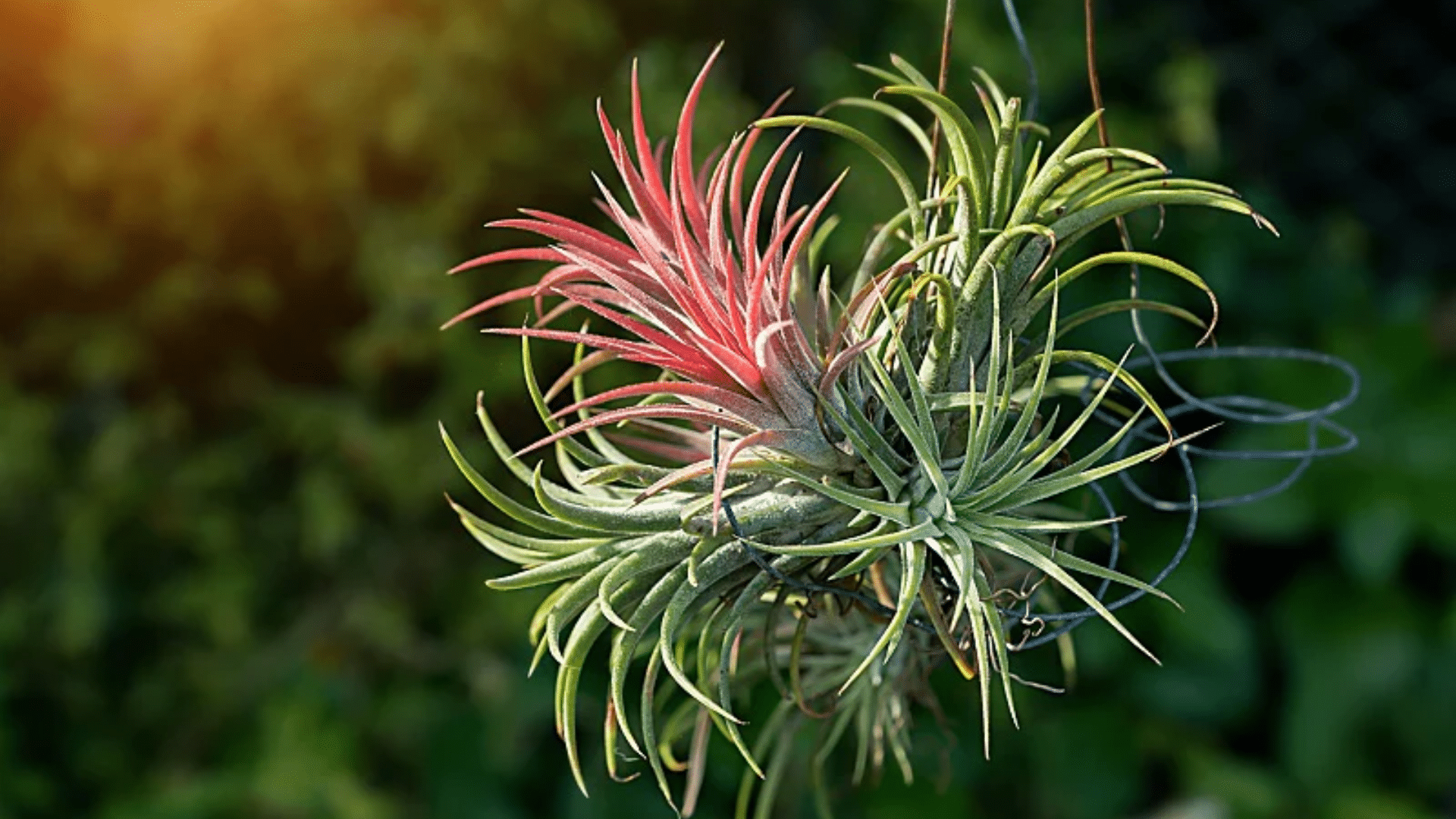 tillandsia air plant unique shower plants absorbing moisture from humid bathroom