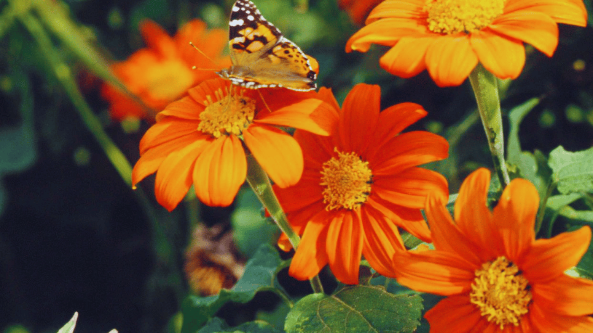 tithonia mexican sunflower with orange flowers that attract butterflies answering what flowers attract butterflies