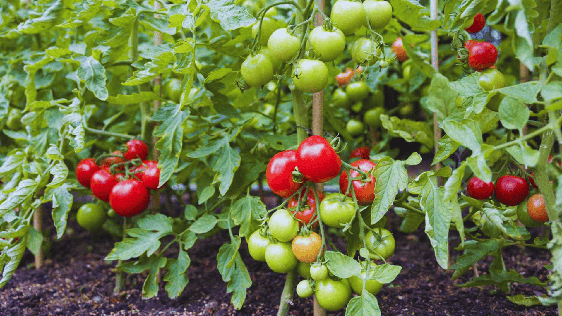 tomato plants growing in a garden with green and ripe red tomatoes on the vine