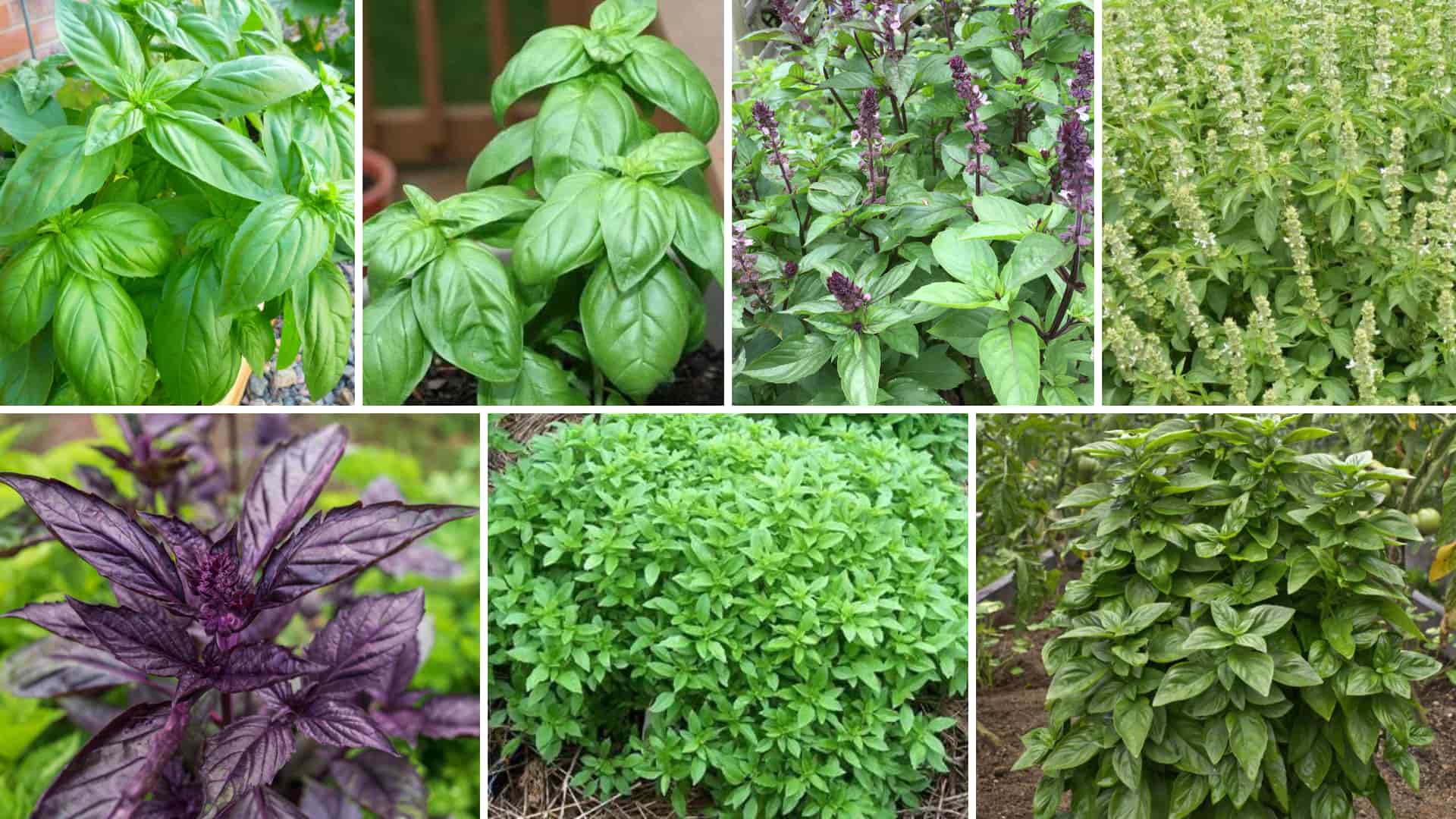 types-of-basil