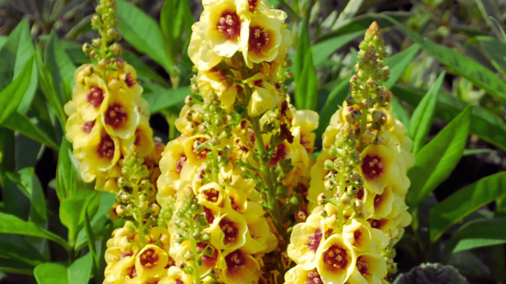 verbascum mullein with yellow flowers that attract butterflies answering what flowers attract butterflies