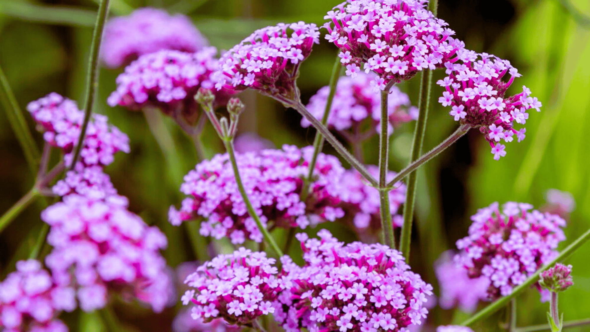 verbena with purple flowers that attract butterflies answering what flowers attract butterflies