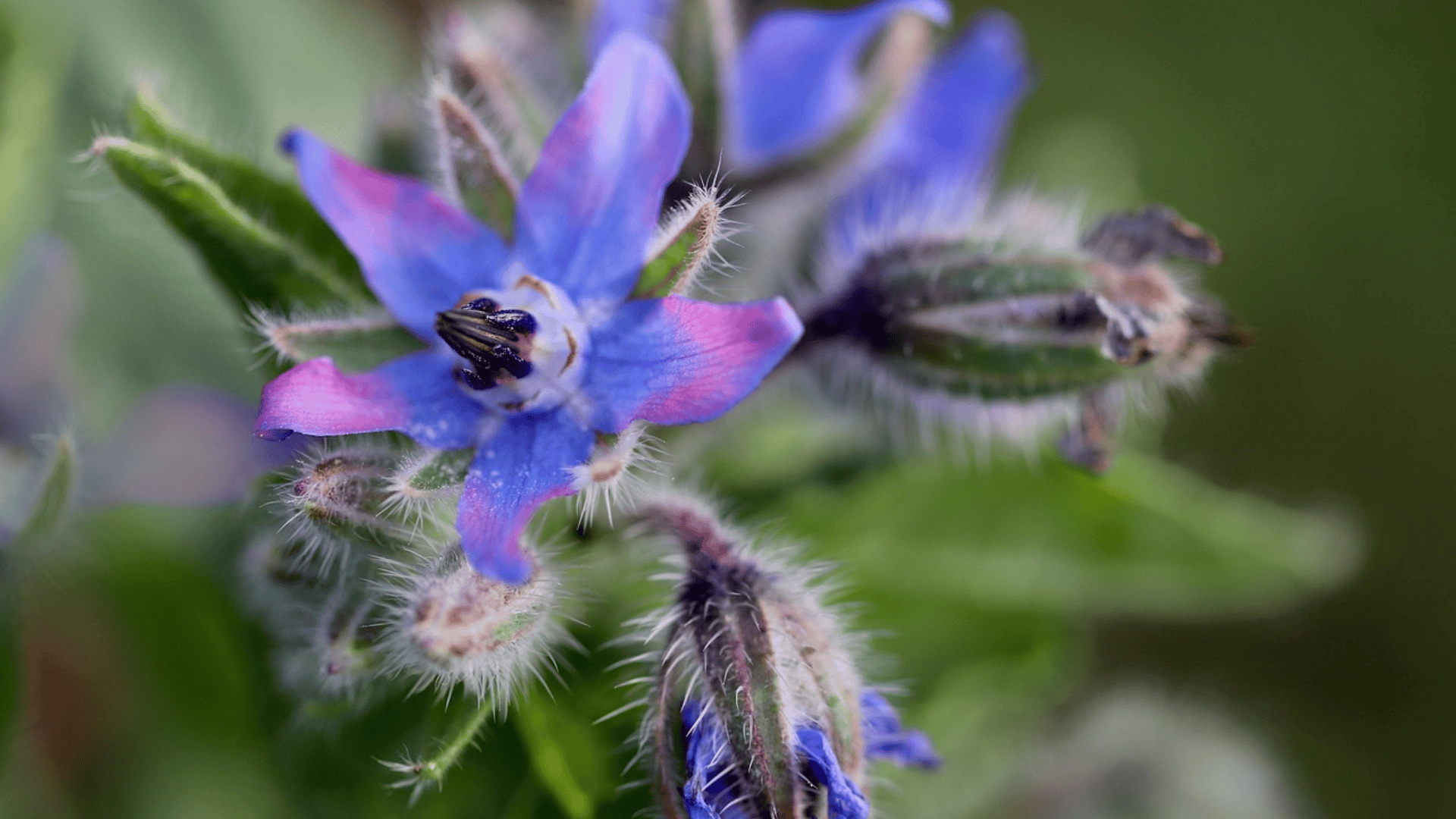 vibrant blue and purple borage flowers with fuzzy green stems