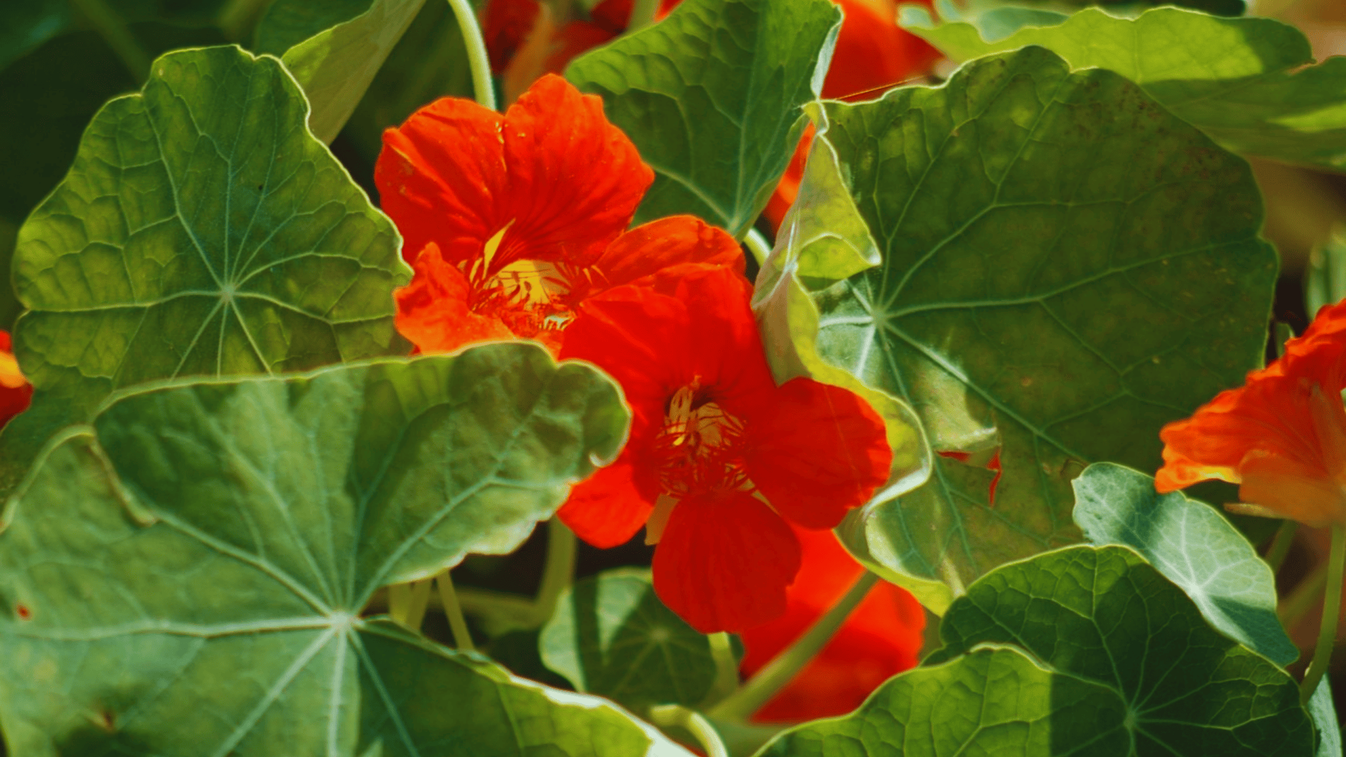 vibrant orange nasturtium flowers surrounded by green leaves in a garden