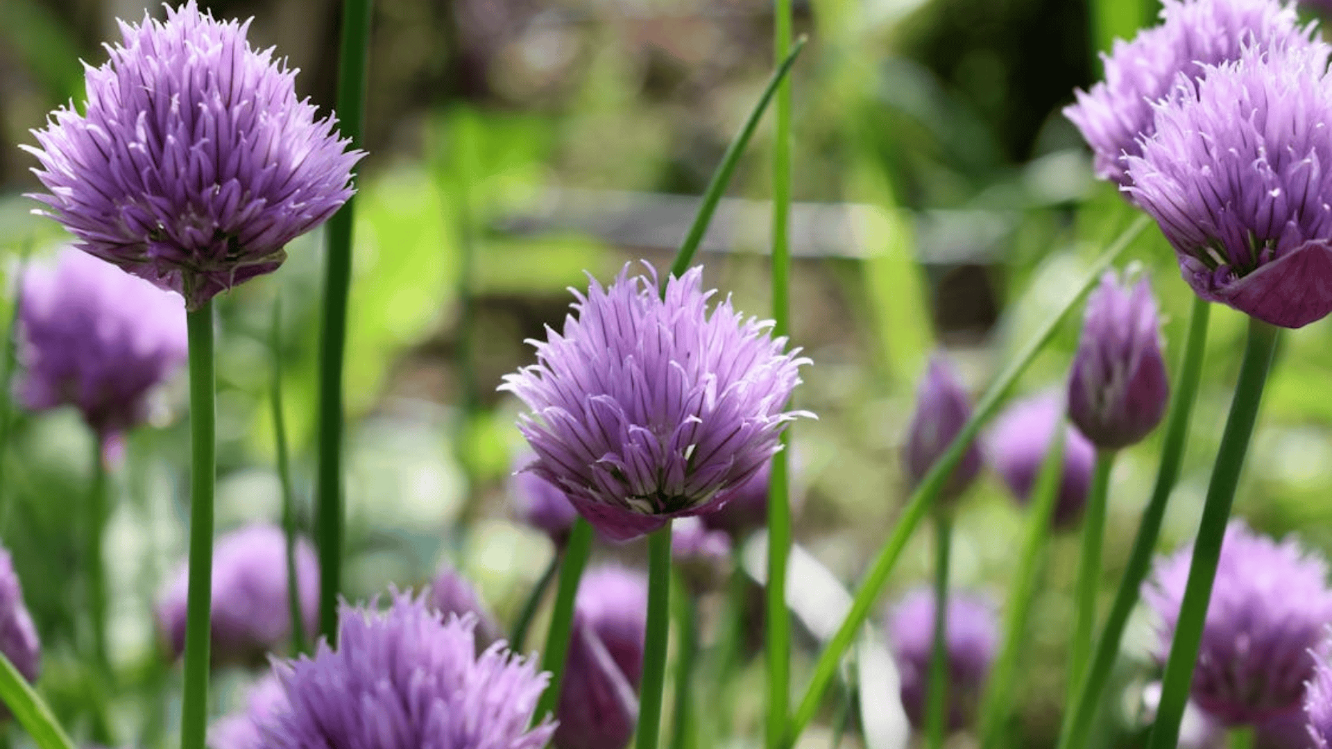 vibrant purple chive flowers growing in a garden