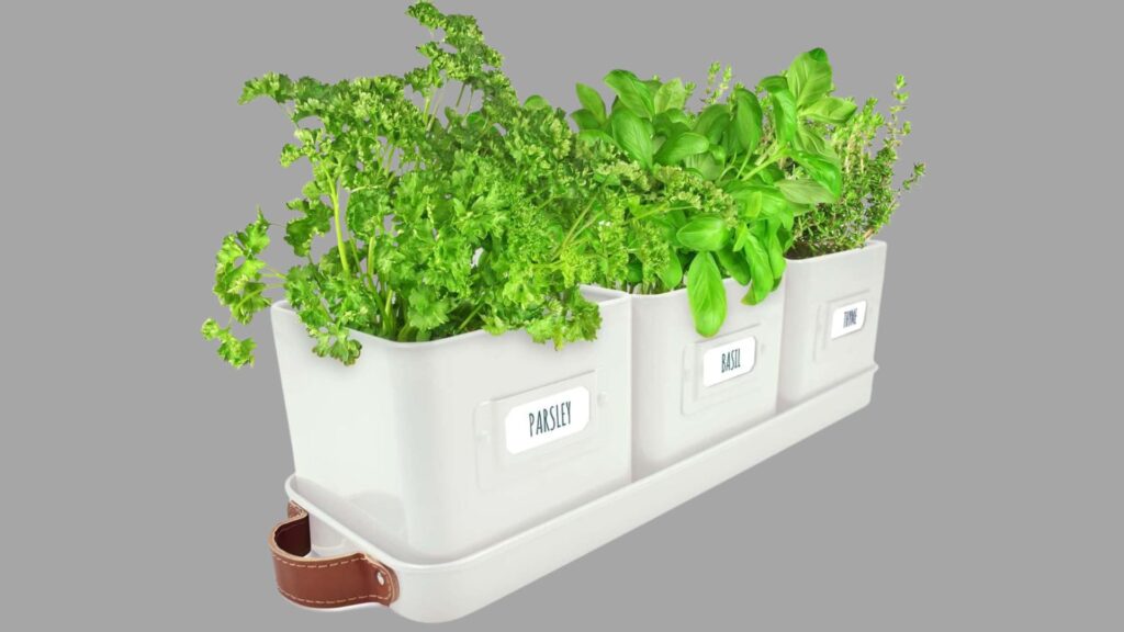 volila pot herb planter