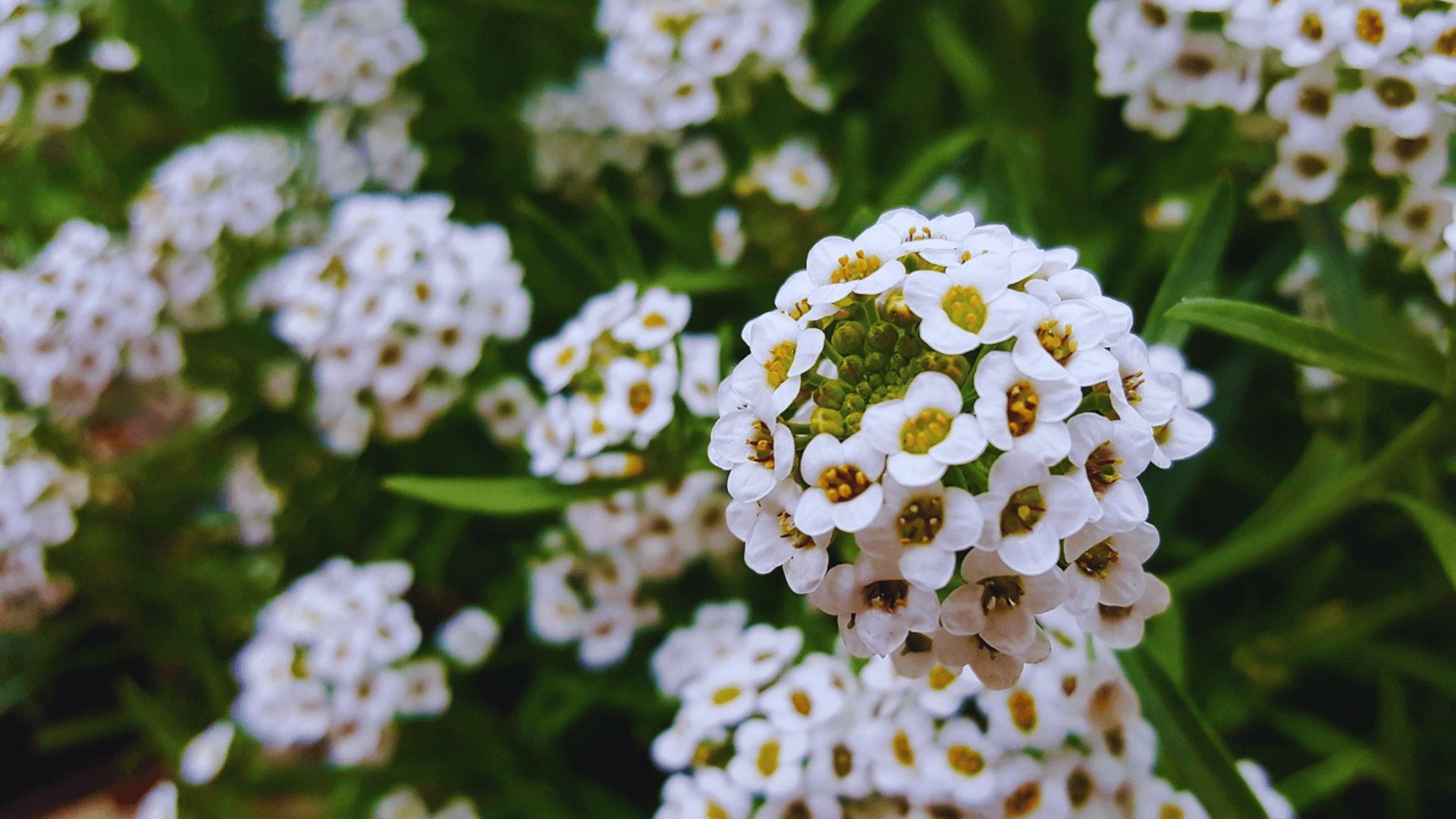 white alyssum flowers blooming in a garden