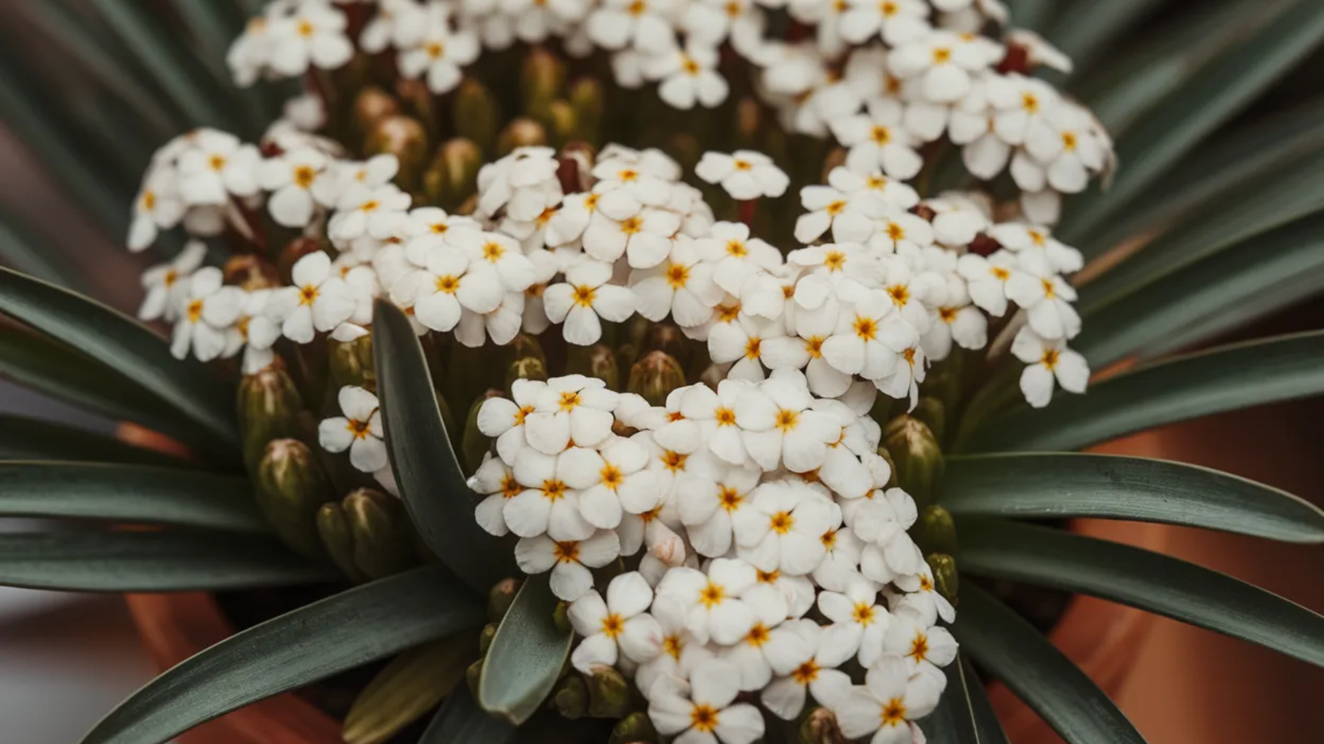 white candytuft flower cluster with green leaves showing what flowers attract butterflies in garden landscapes
