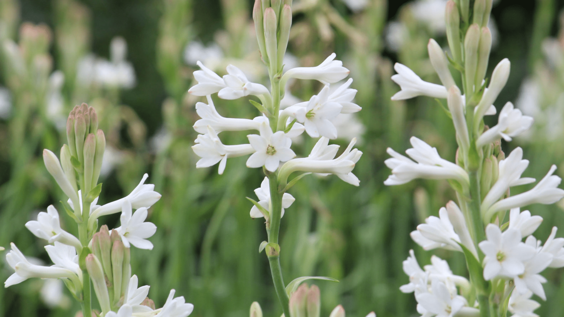 white tubular flowers blooming on tall green stems with buds and soft green background in a garden setting
