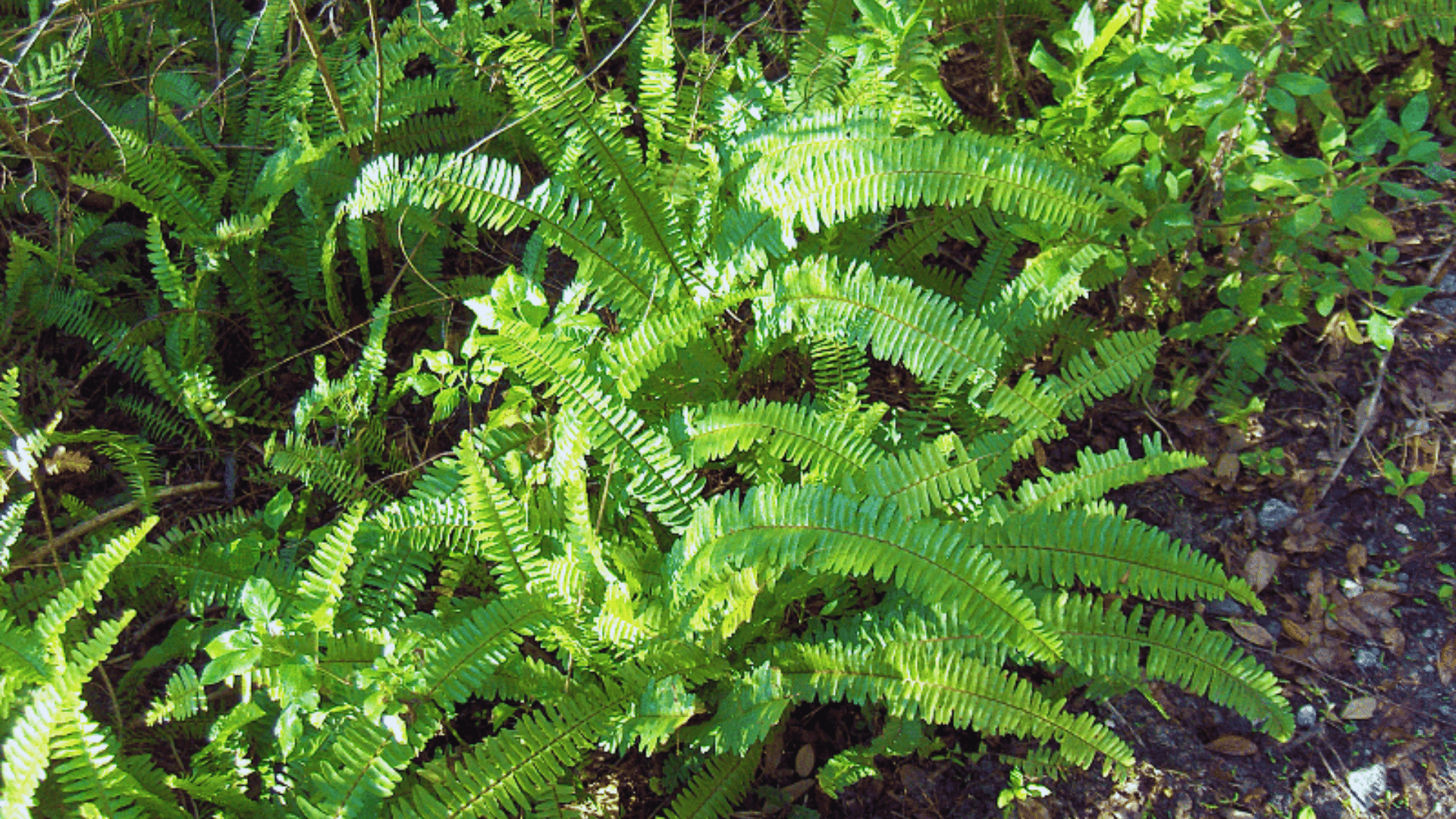 wild boston fern with arching fronds dense shower plants in shaded humid spaces