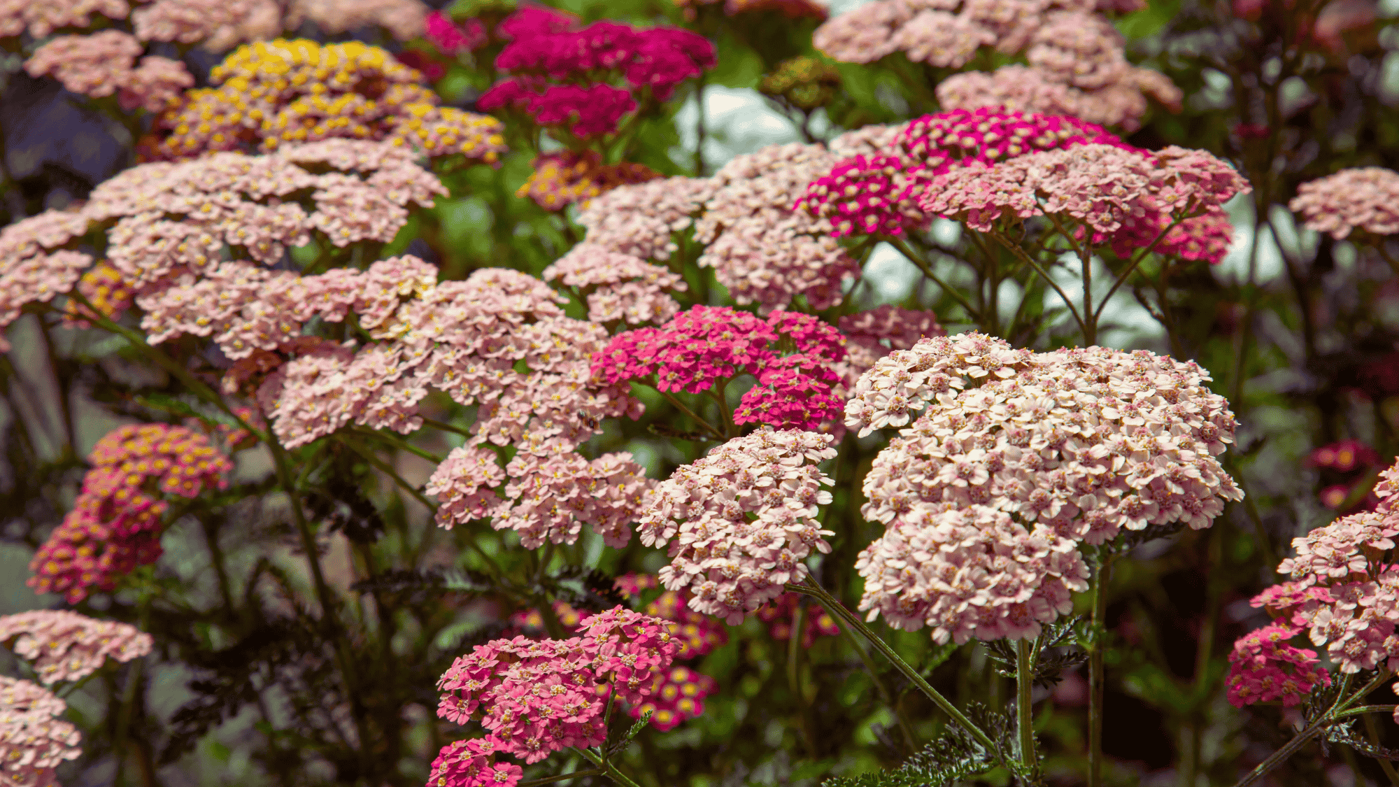 yarrow with pink and red flowers that attract butterflies answering what flowers attract butterflies (1)