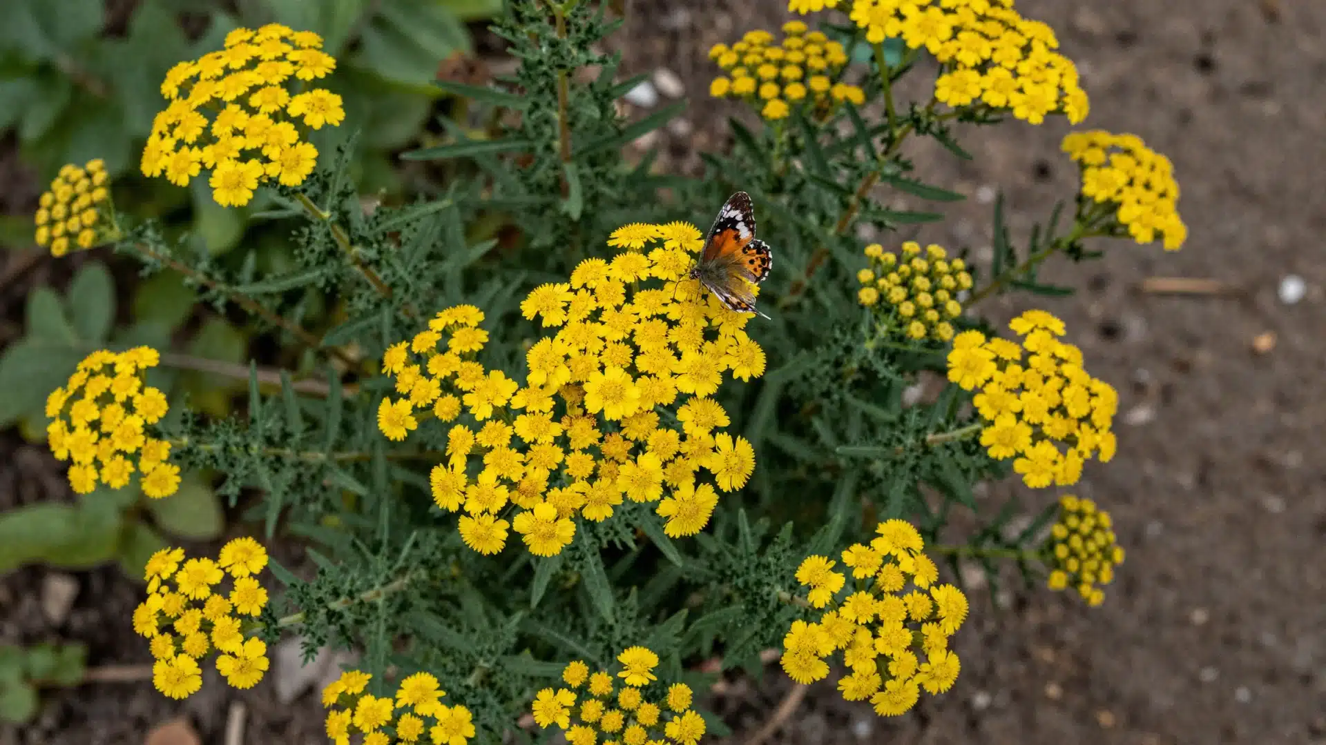 Yarrow