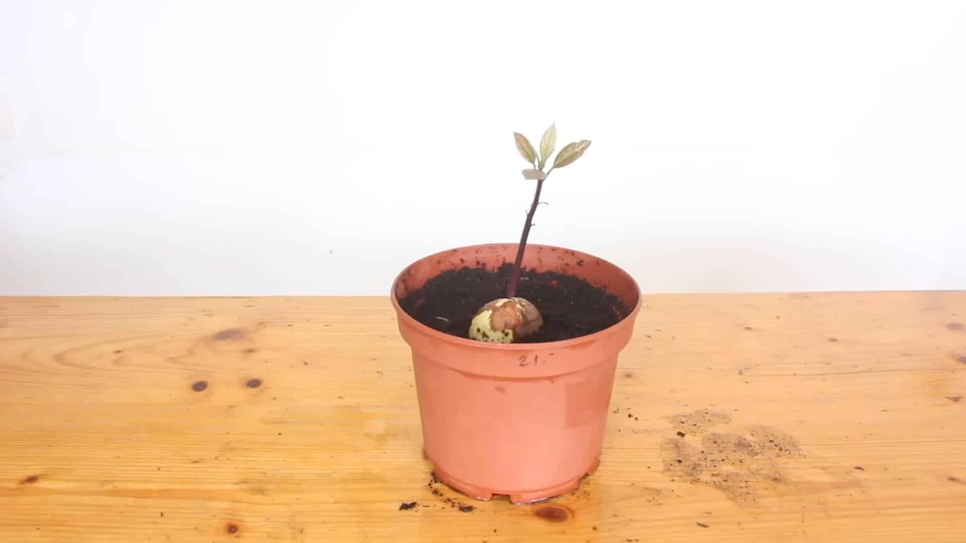 young avocado plant growing in pot with healthy leaves and proper watering care
