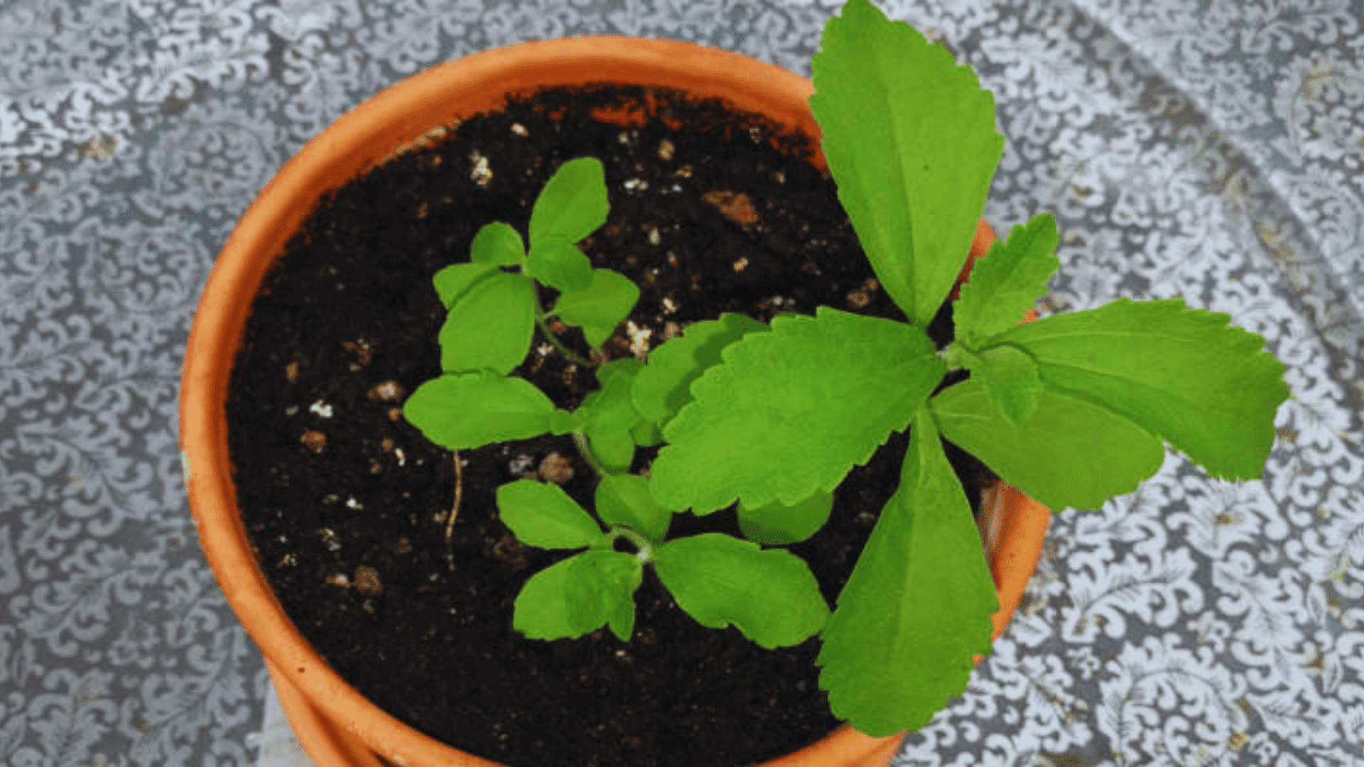 young stevia plant seedlings growing in a terracotta pot with green leaves