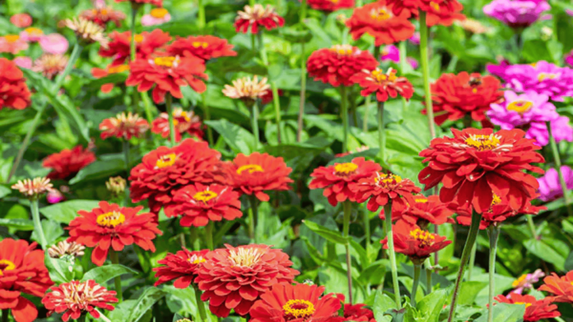 zinnia flowers in red and pink that attract butterflies answering what flowers attract butterflies