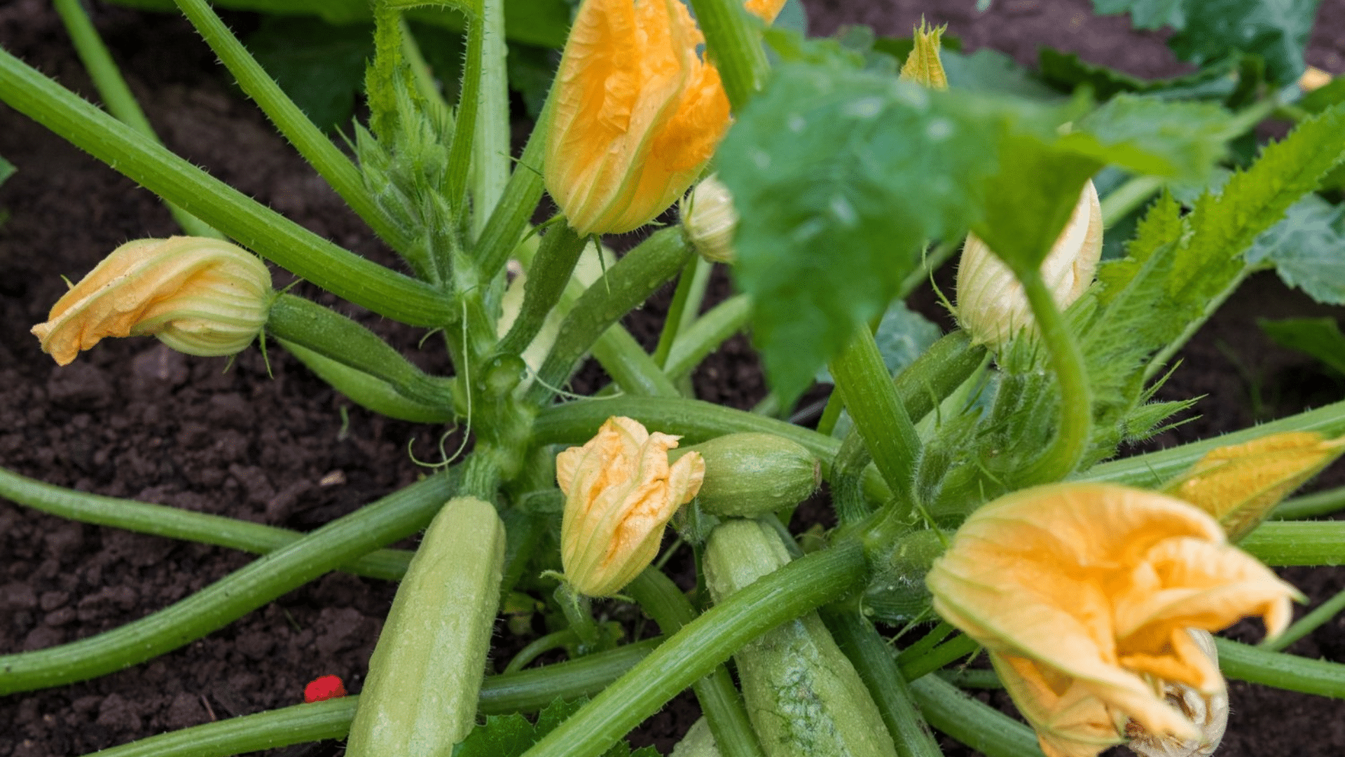 zucchini is a good companion for cucumbers as both thrive in similar growing conditions