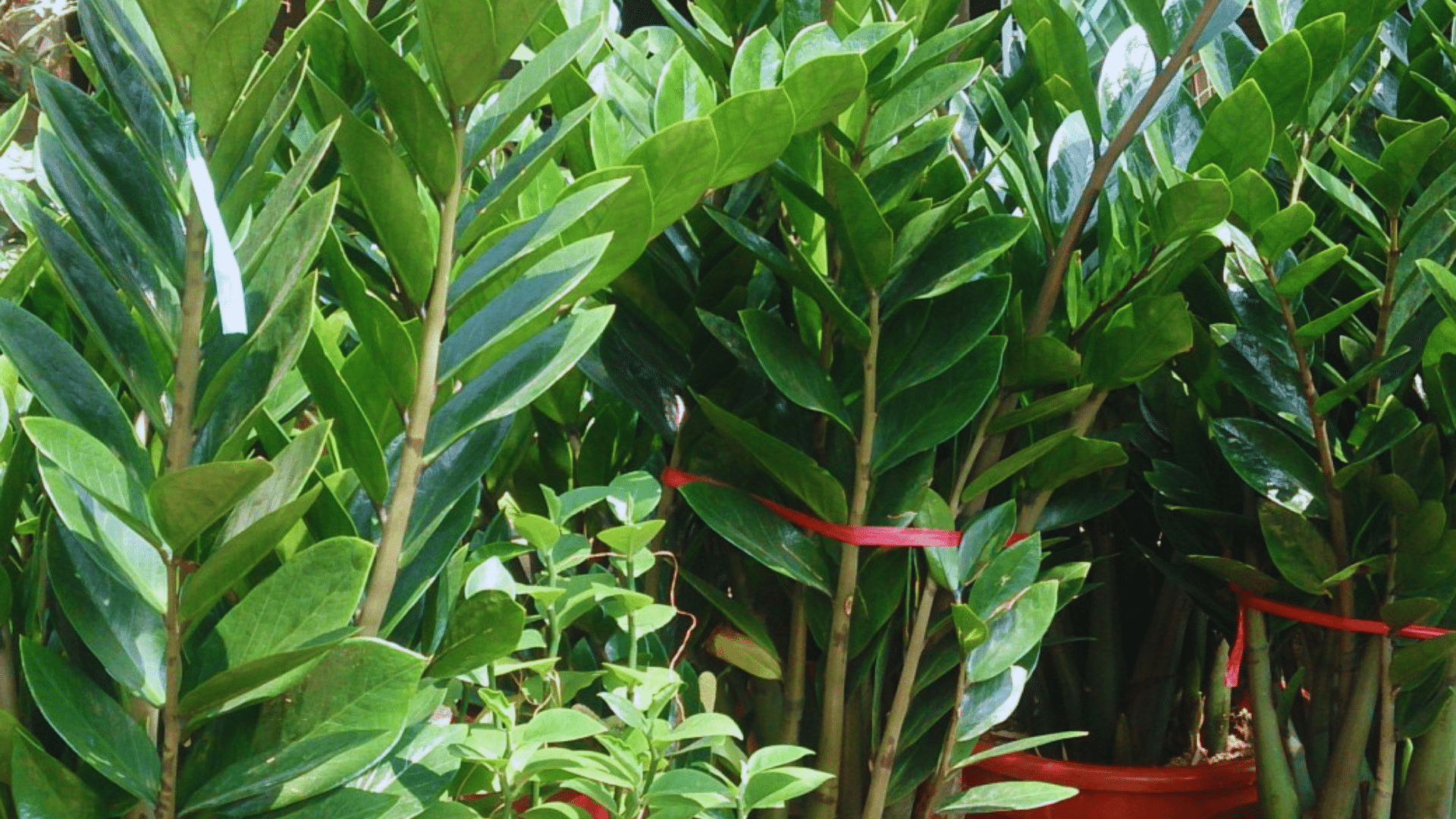 zz plant with thick glossy leaves hardy shower plants thriving easily in humid low light bathrooms