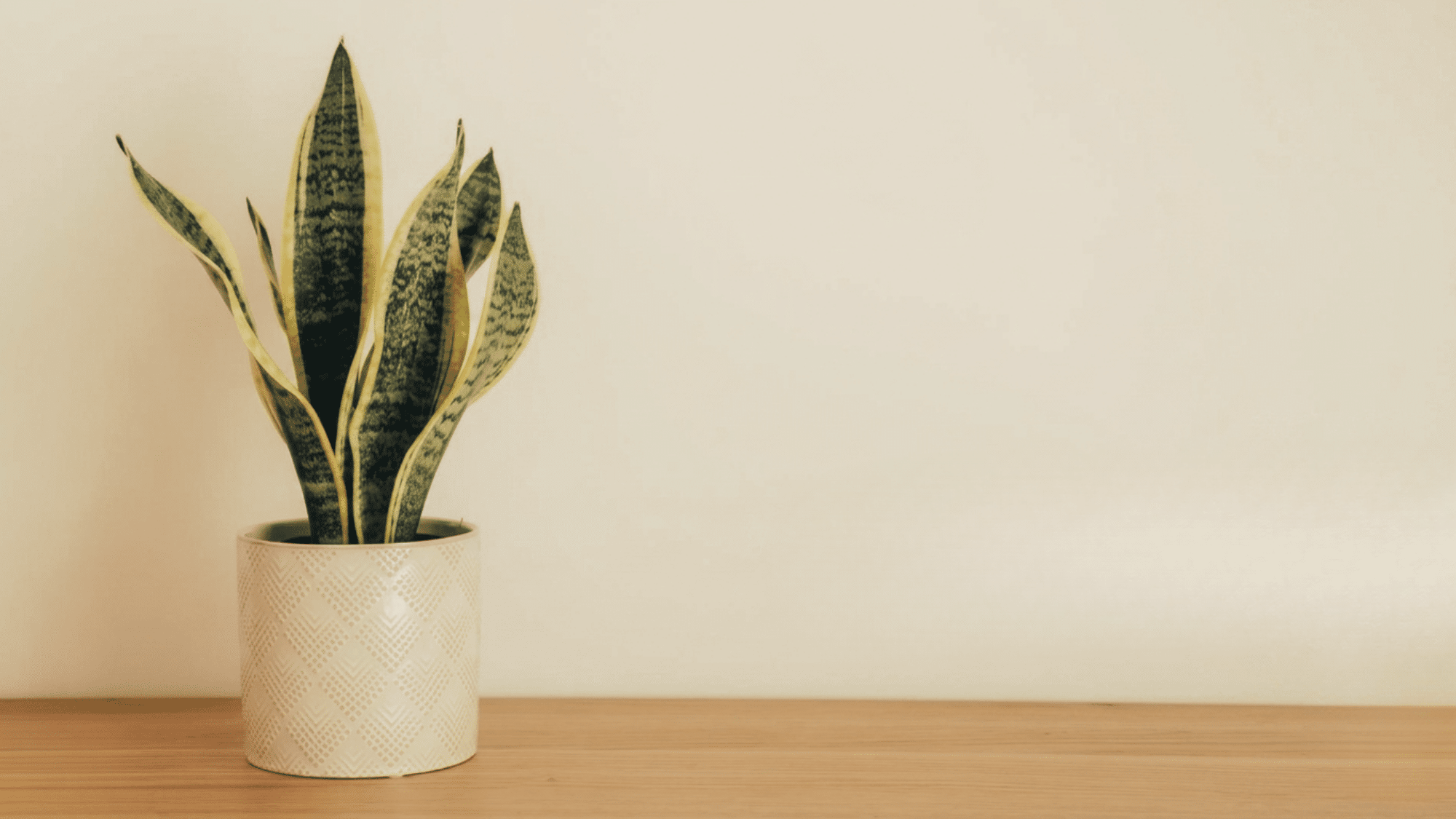 A potted Snake Plant in a white pot on a wooden surface against a white wall.