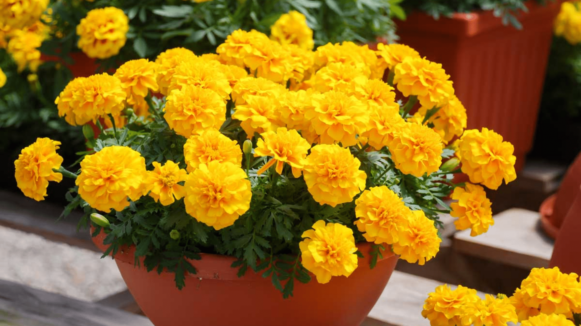 A yellow Marigolds flower place in terracotta pot.