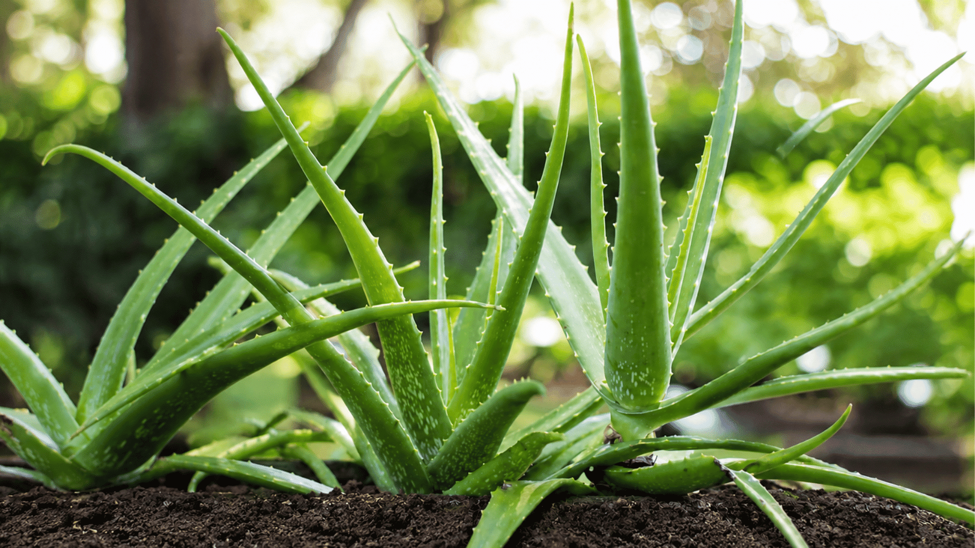 aloe vera plants with thick green spiky leaves growing in dark soil with a sunlit garden blurred behind