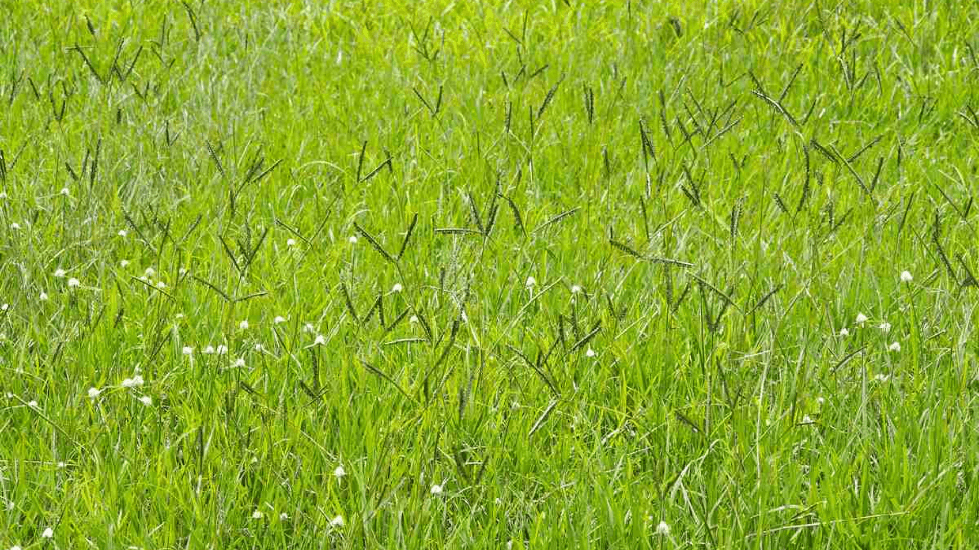 bahia grass with coarse green blades and deep roots growing well in hot dry yards and open landscapes (1)