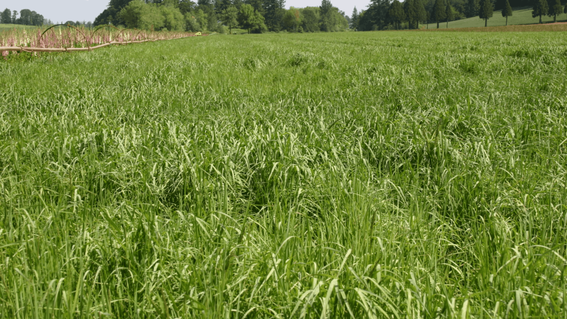 bentgrass with fine dense blades forming a smooth green surface often used on golf courses and lawns (1)