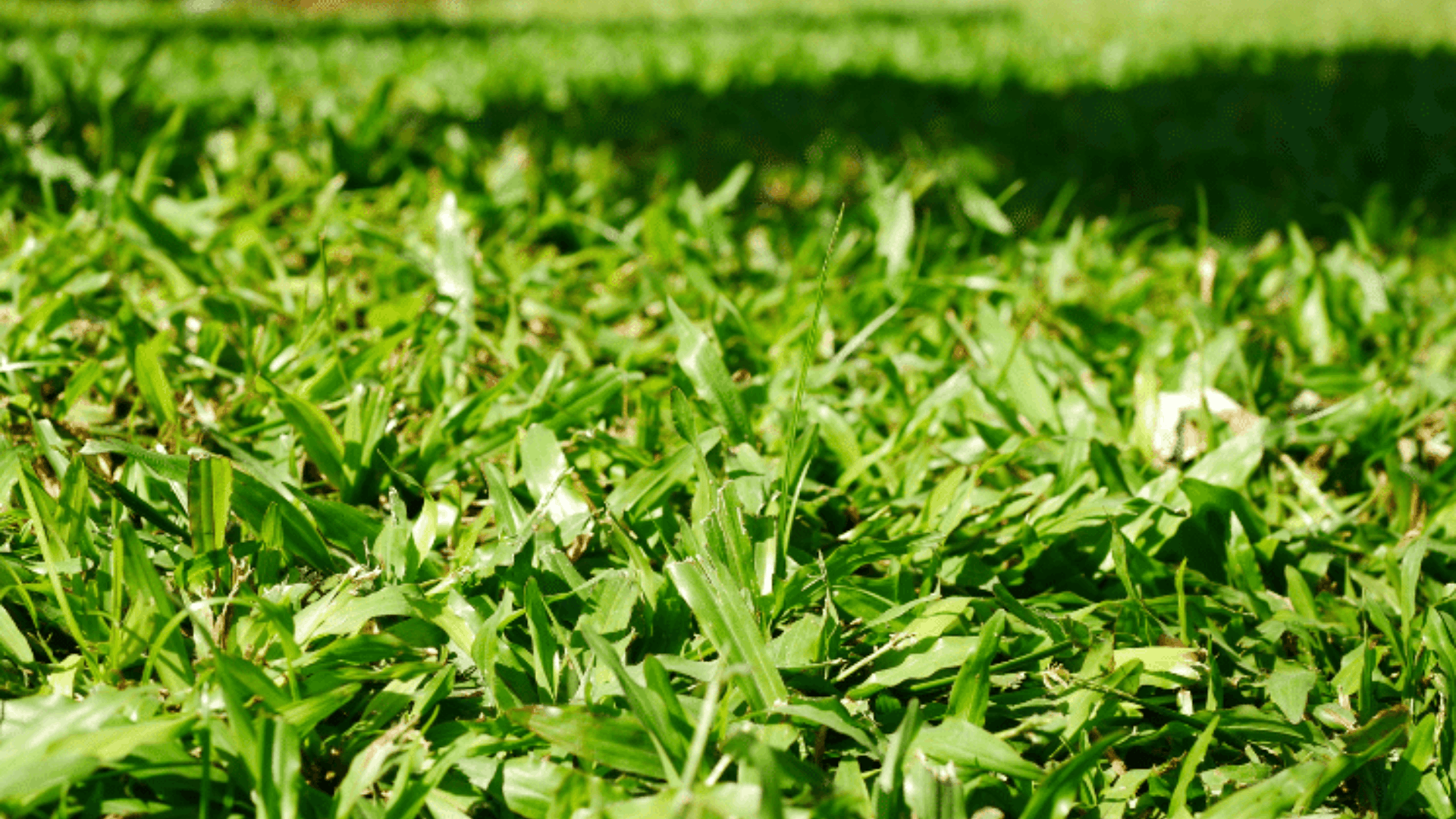 bermuda grass with dense green turf and fast spreading growth suited for warm sunny lawns and yards (1)